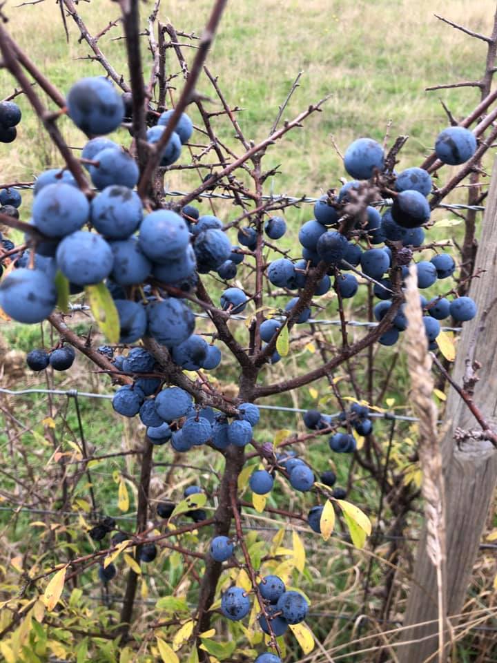 The Versatile Prunus Spinosa: Exploring the Many Uses of Blackthorn