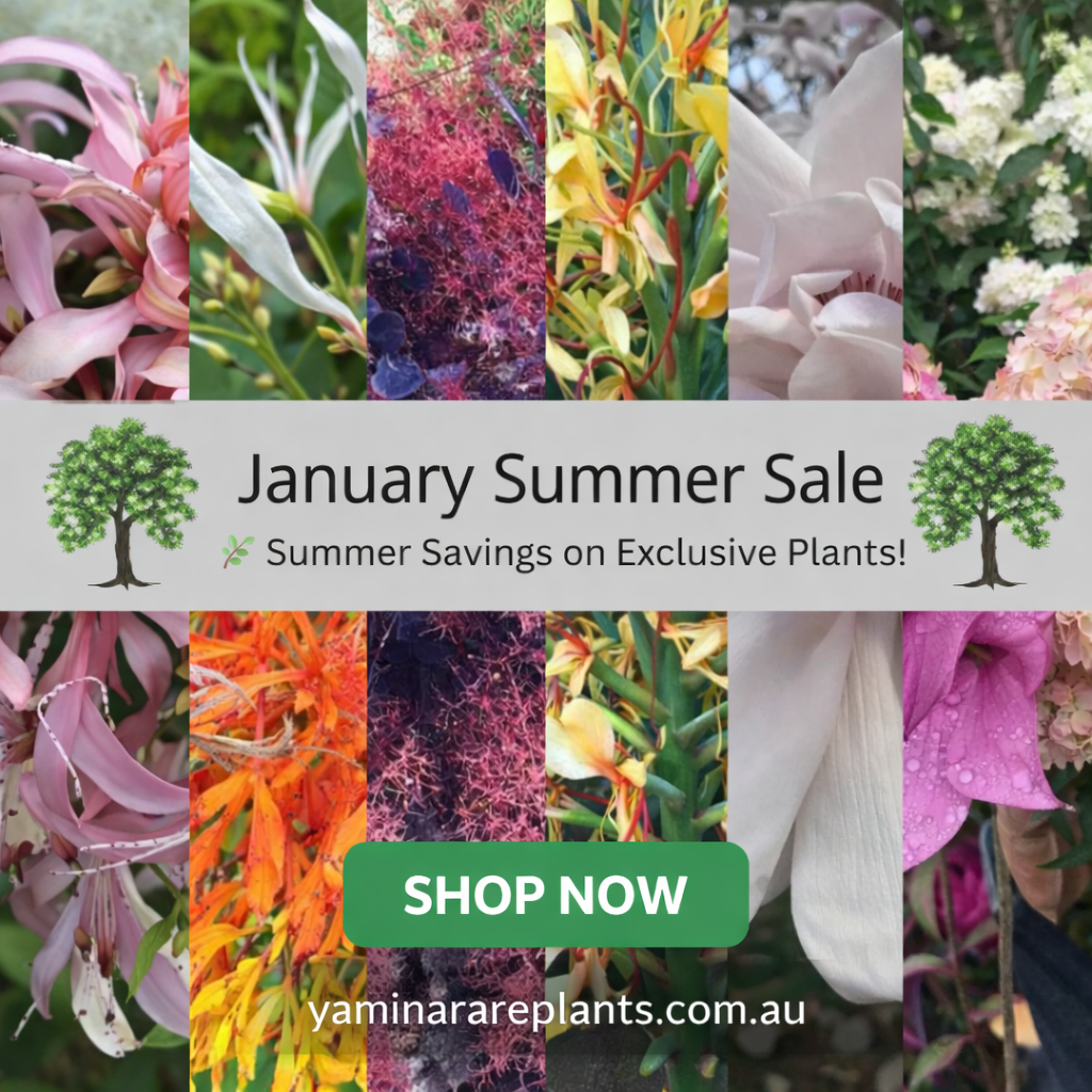 January Summer Sale - Summer Savings on Exclusive Plants