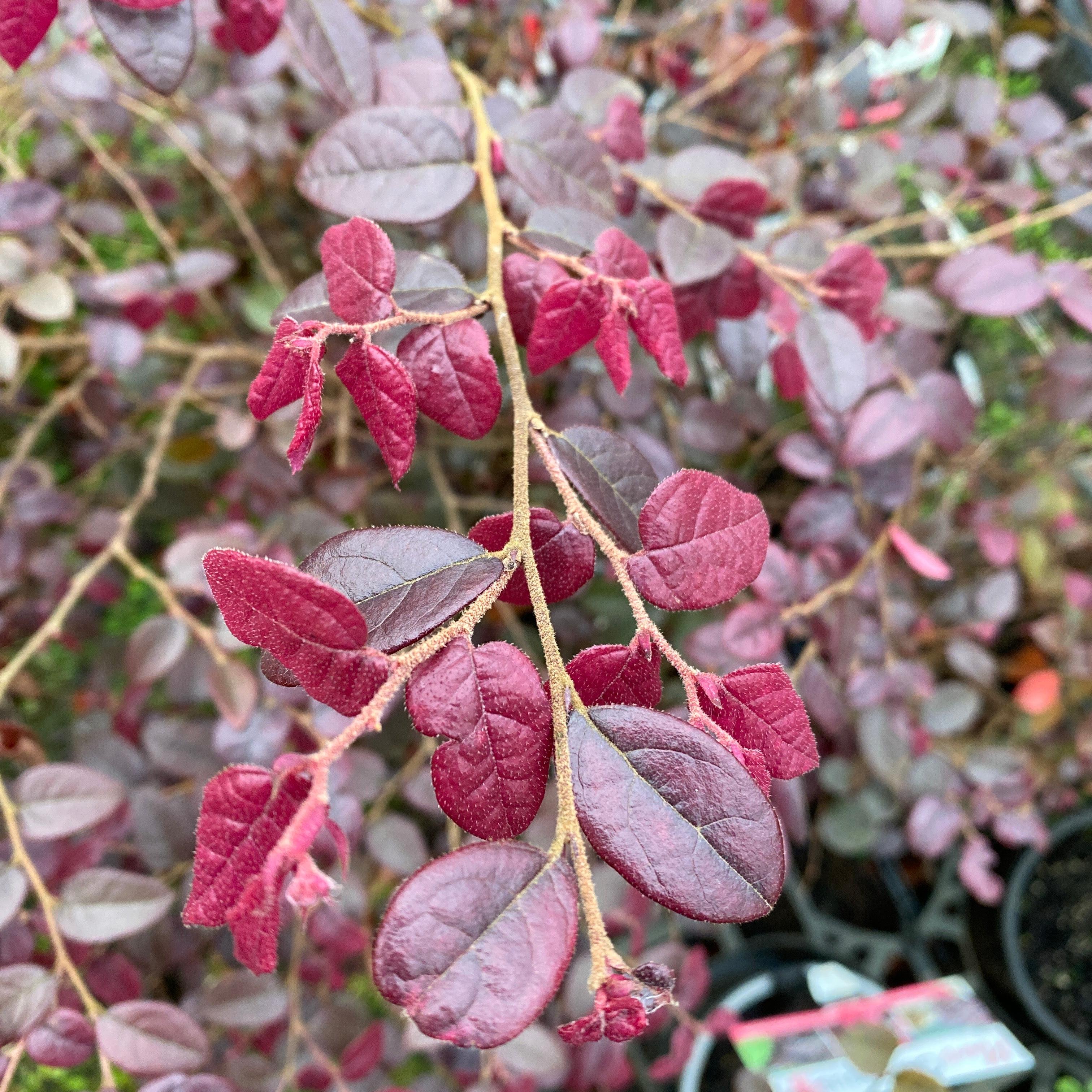 Loropetalum chinense Plum Gorgeous