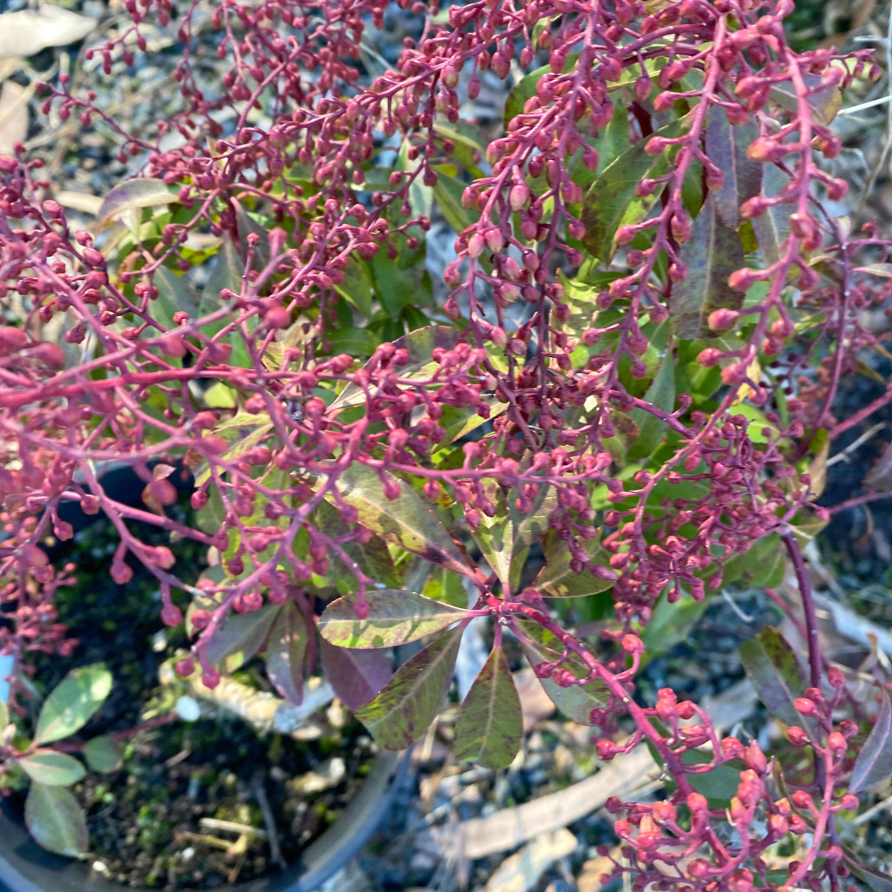 Pieris japonica Compacta