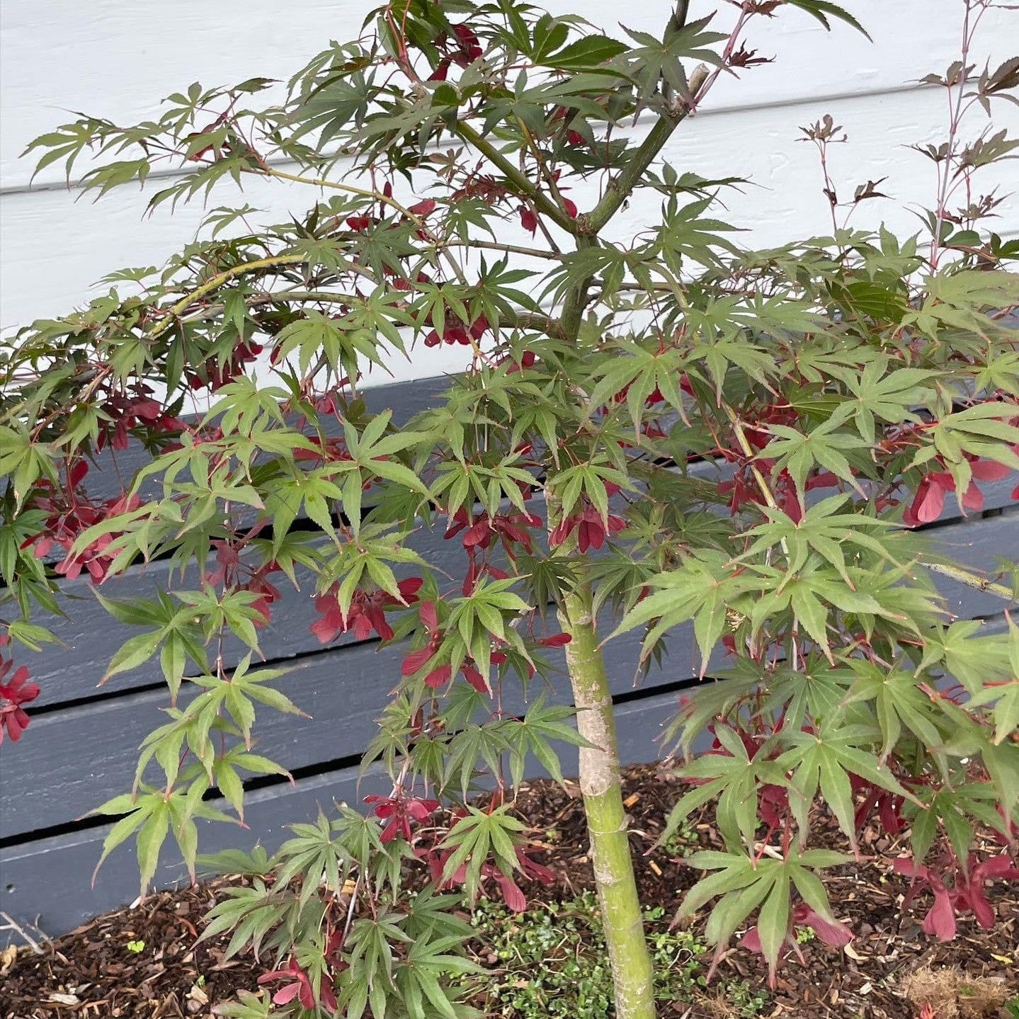 Acer palmatum Oshu Shidare-3