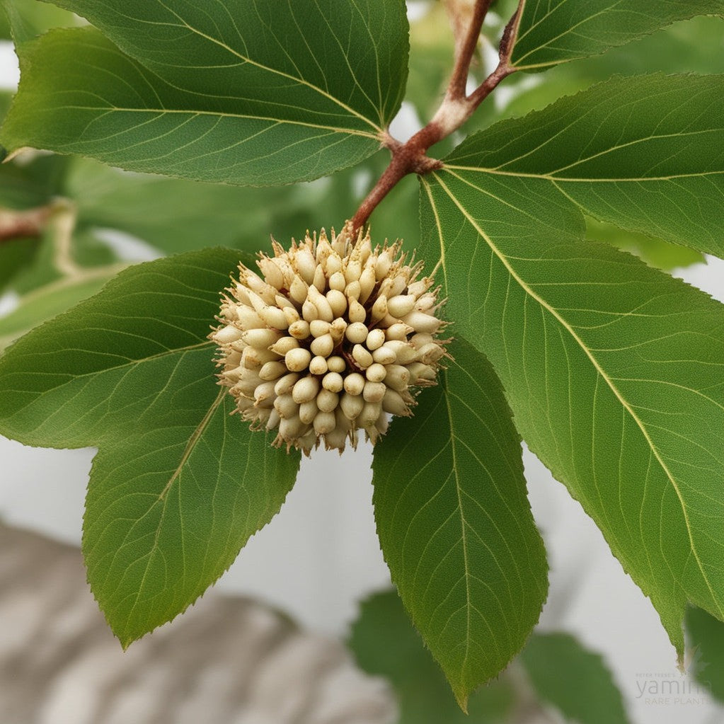 Aesculus pavia Splendens