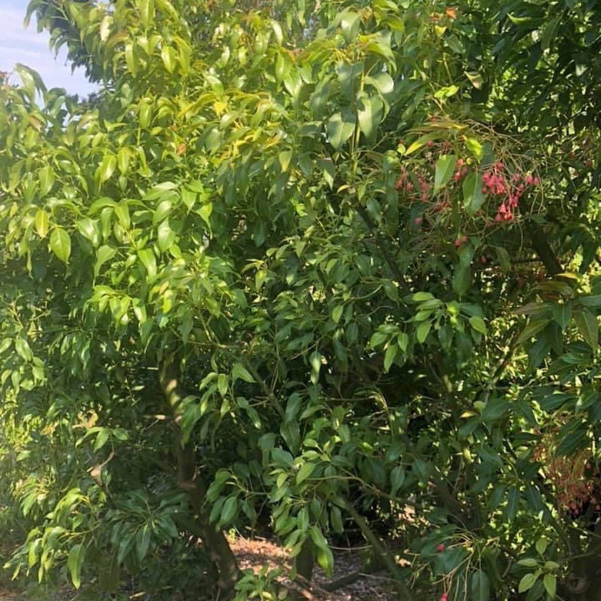 Brachychiton x Bella Donna 3