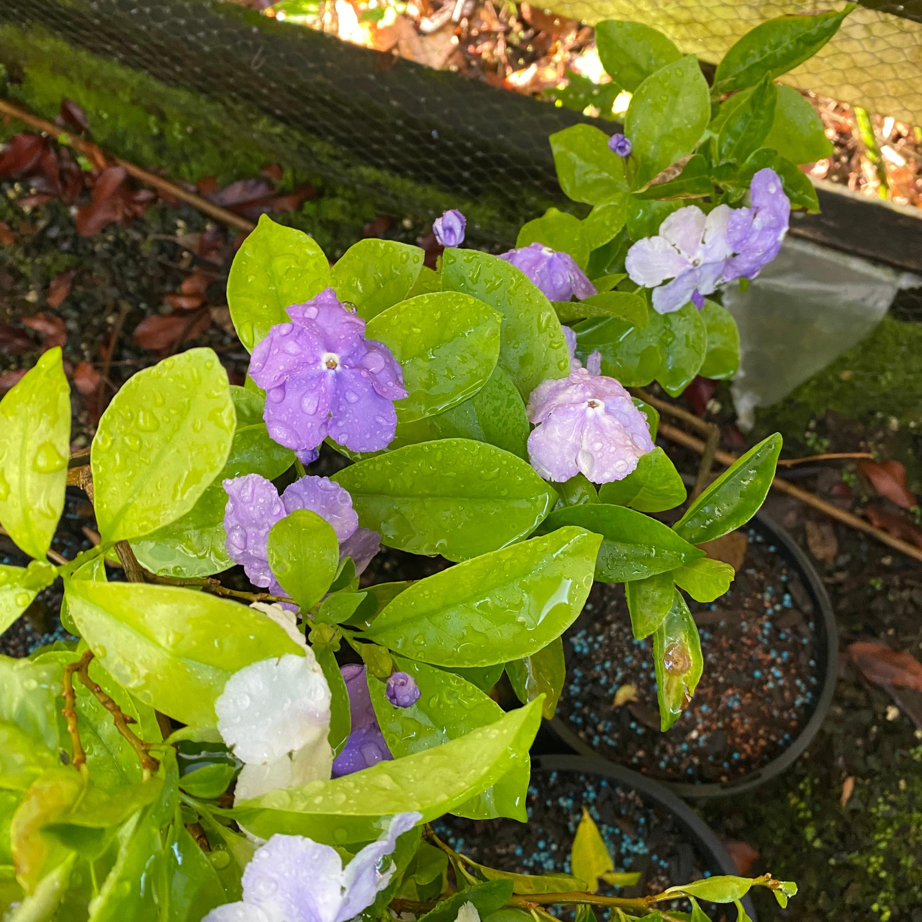 Brunfelsia latifolia