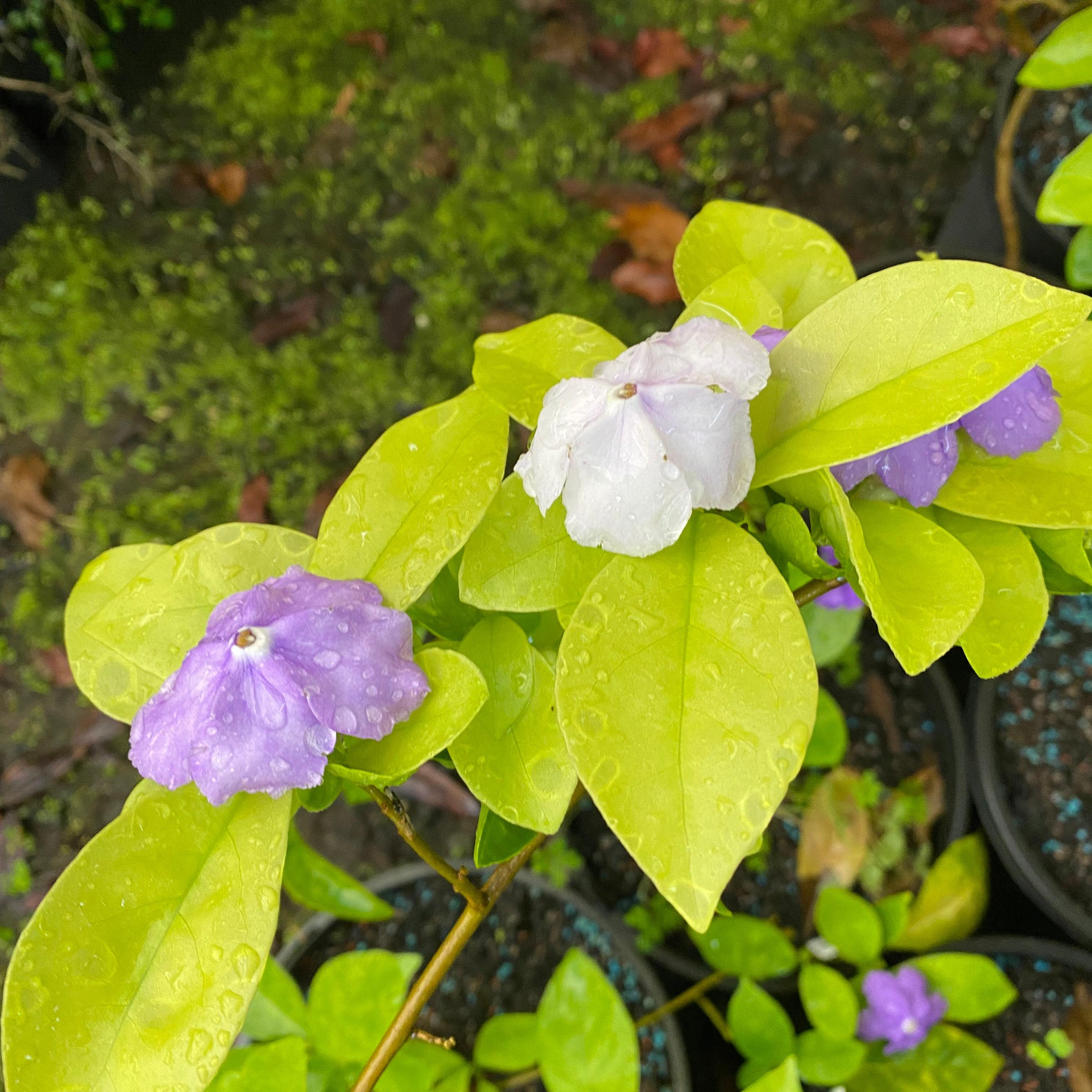 Brunfelsia latifolia
