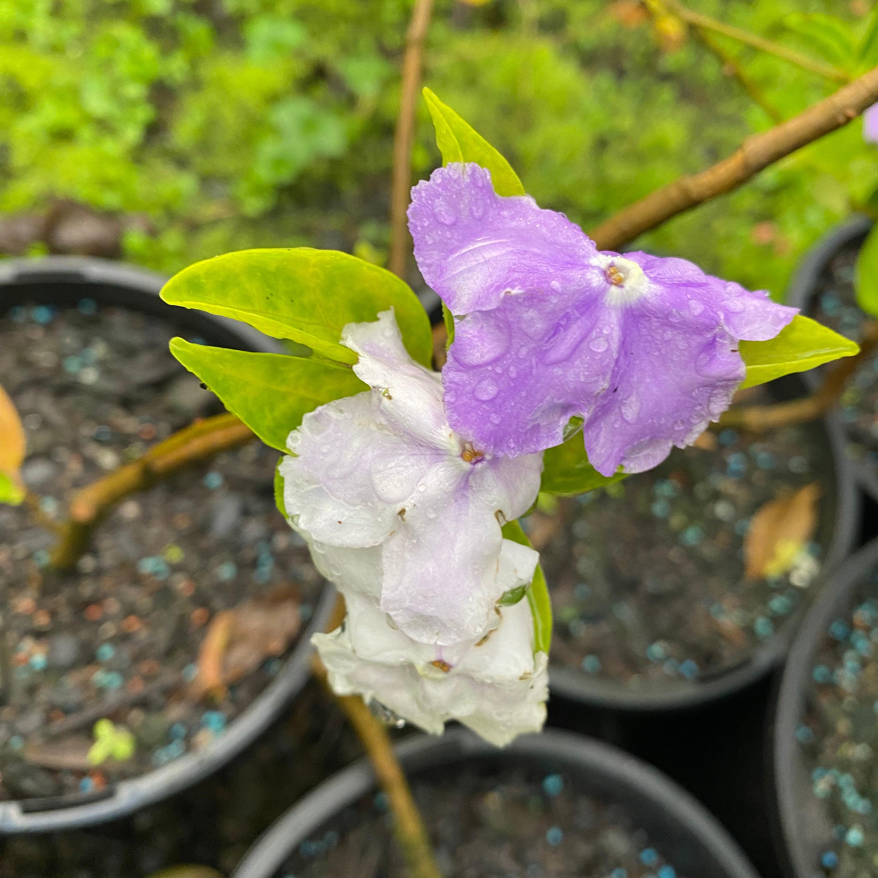 Brunfelsia latifolia