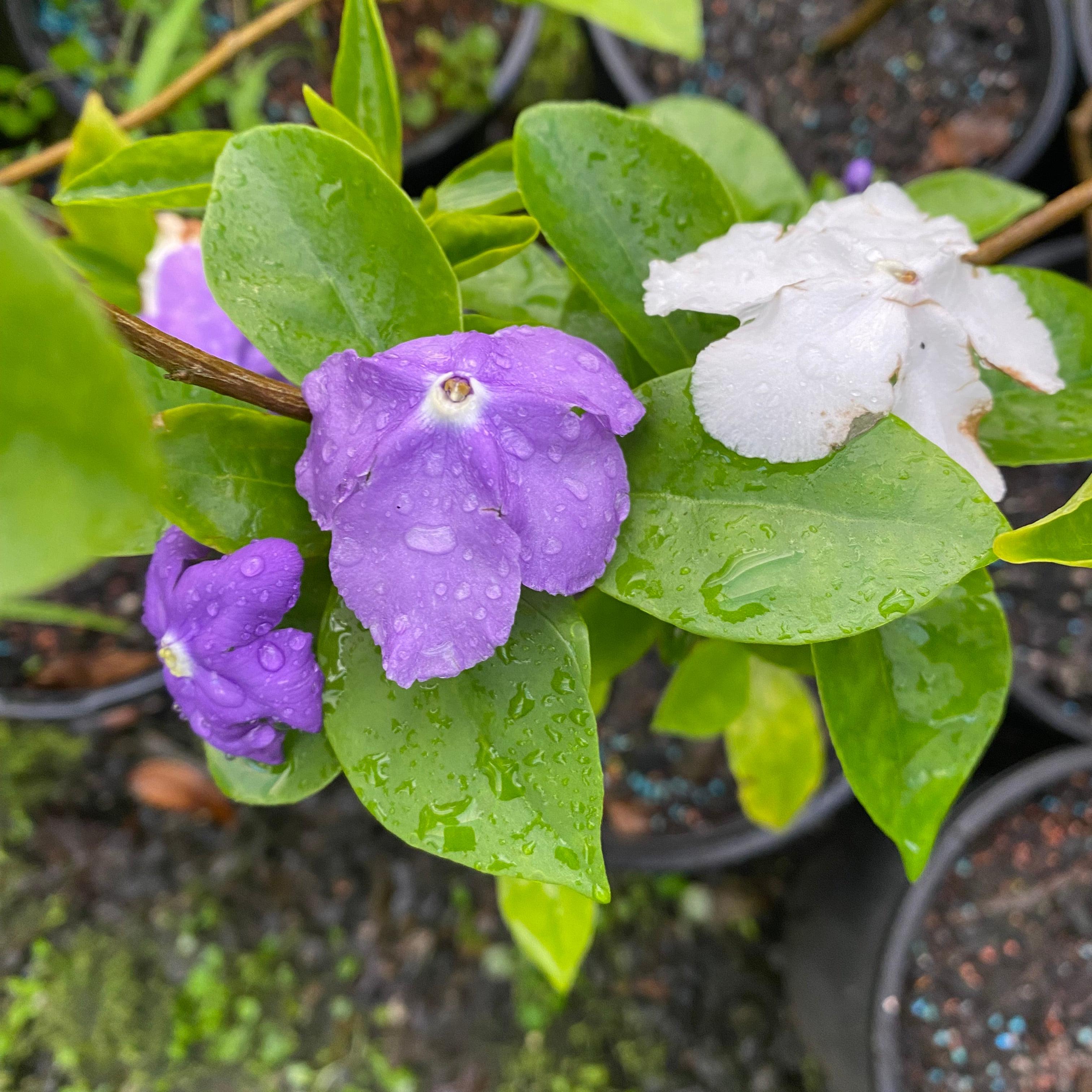 Brunfelsia latifolia
