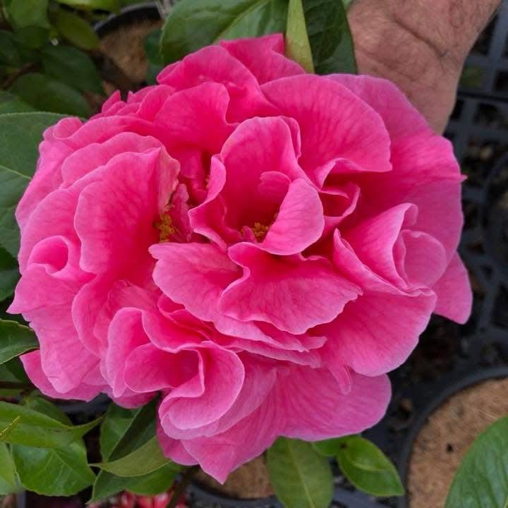 Camellia reticulata Samantha