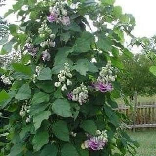 Cochliasanthus caracalla-1