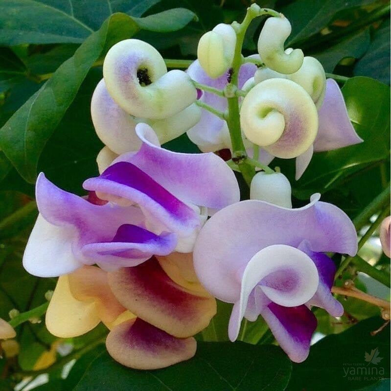 Cochliasanthus caracalla-2