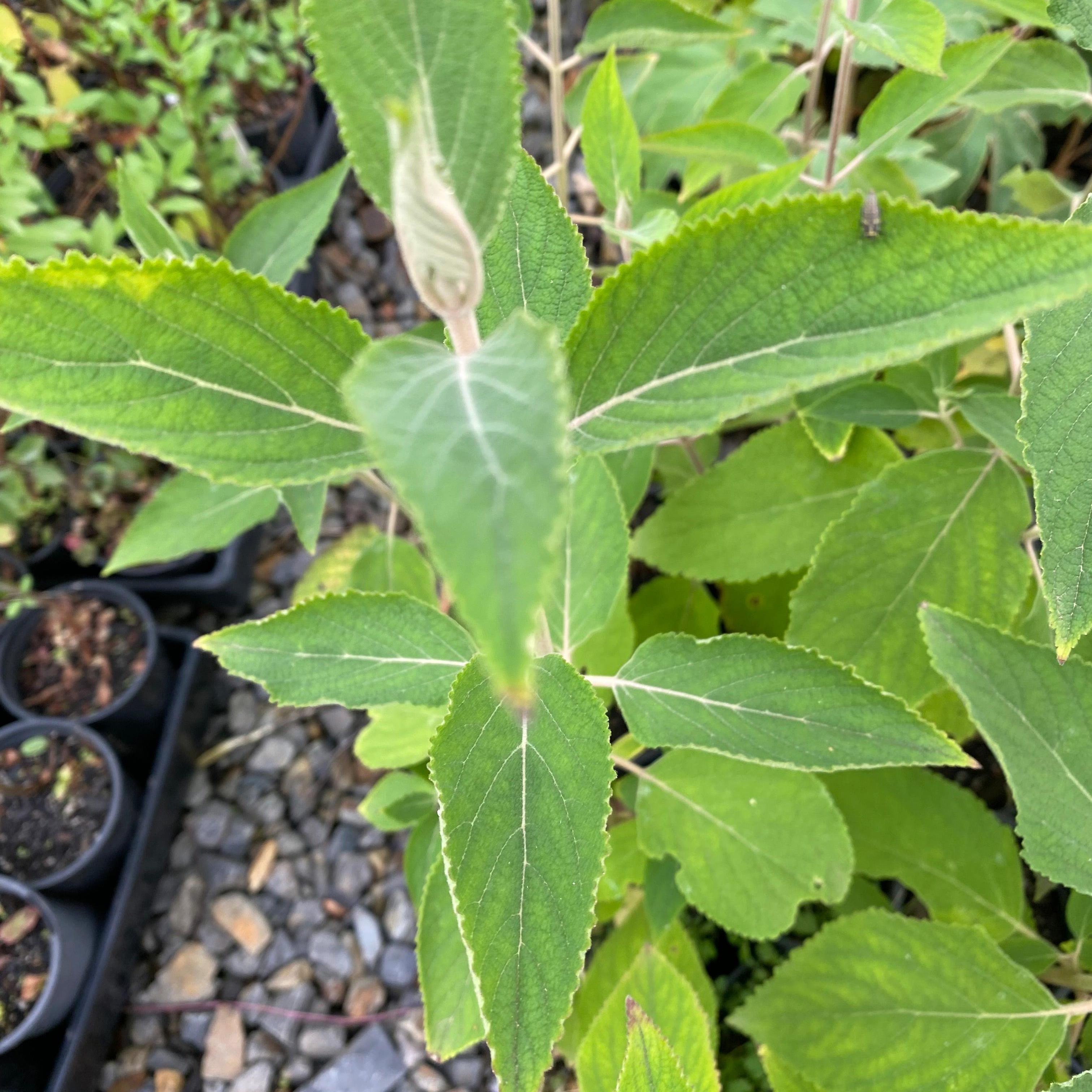 Colquhounia coccinea-Yamina Rare Plants