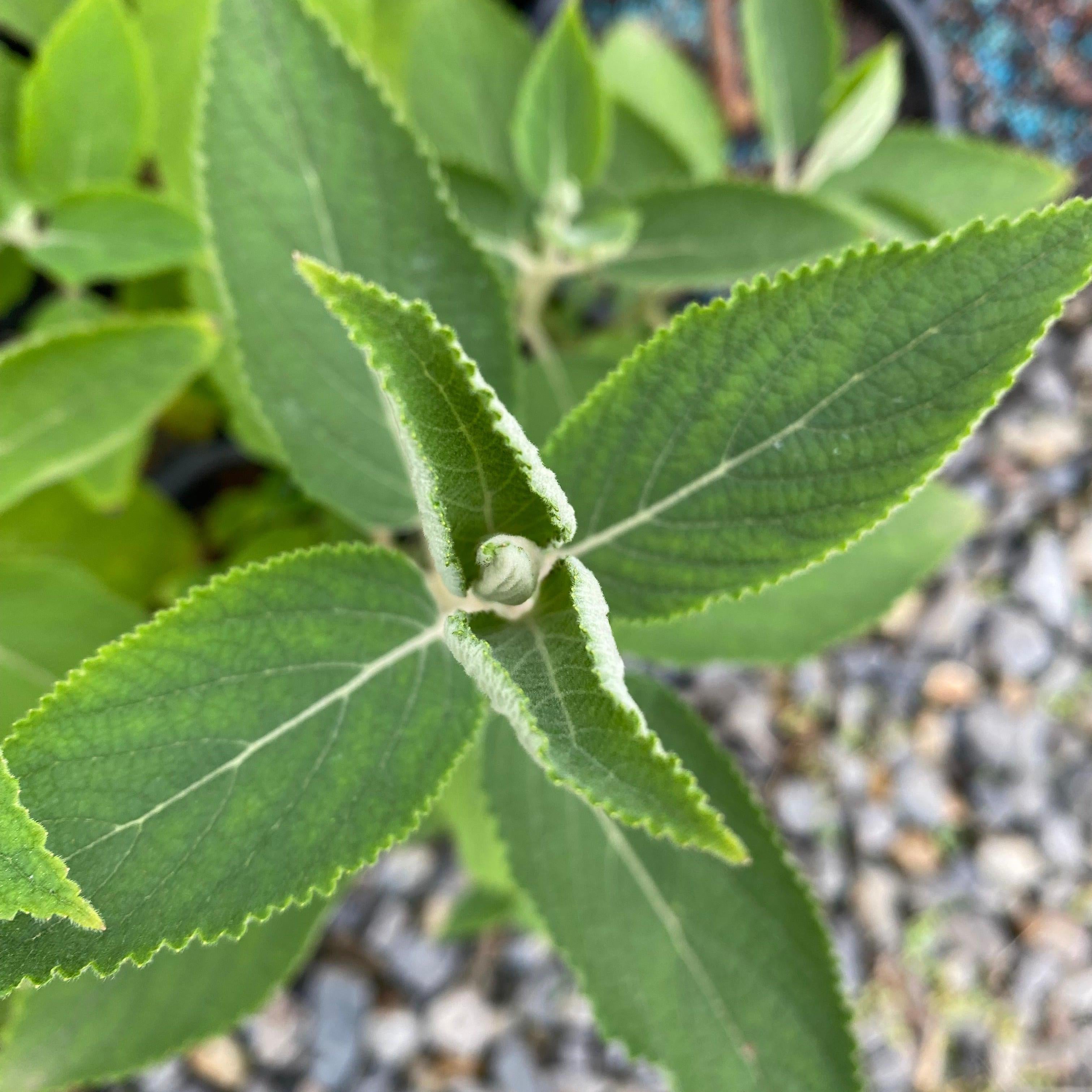 Colquhounia coccinea-Yamina Rare Plants