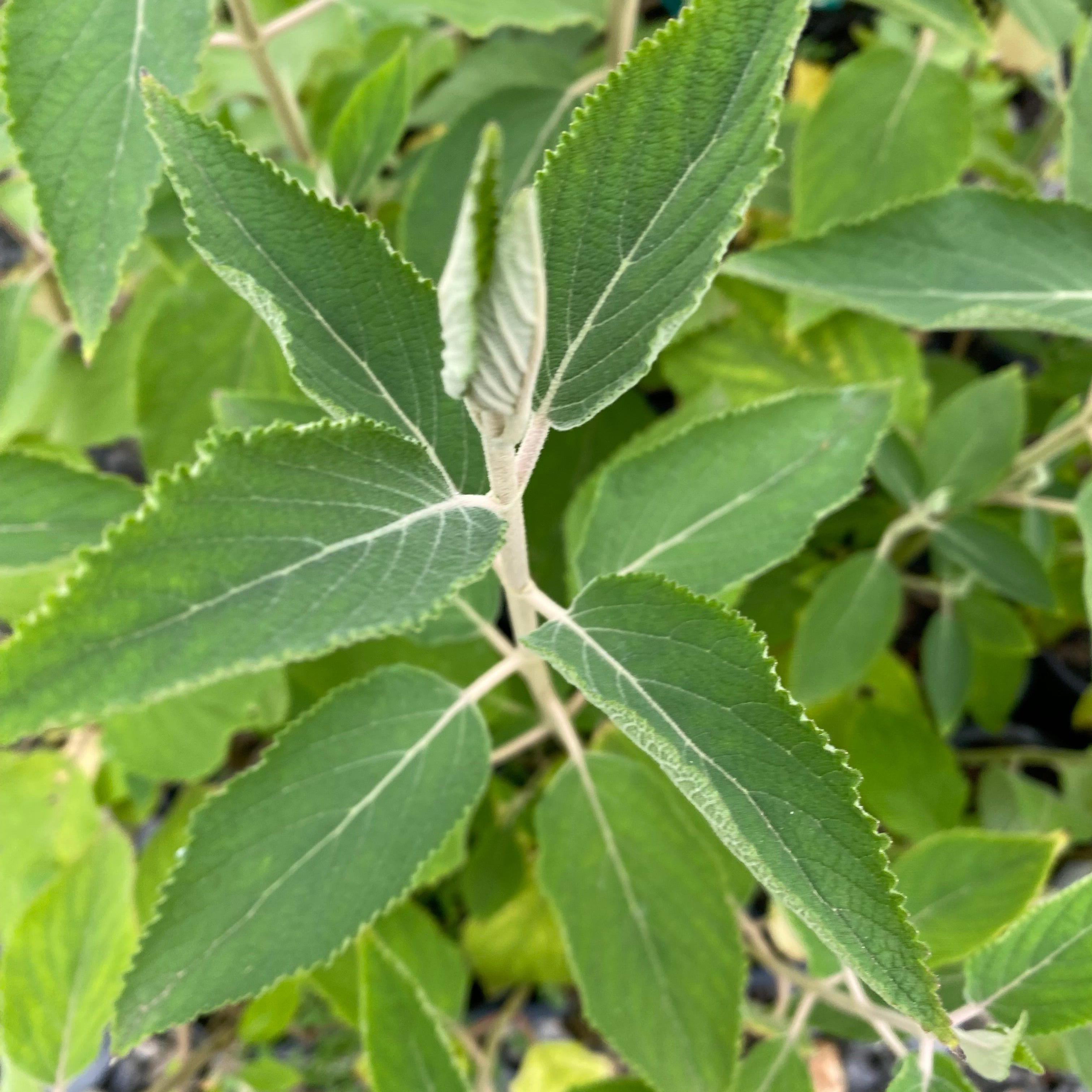 Colquhounia coccinea-Yamina Rare Plants