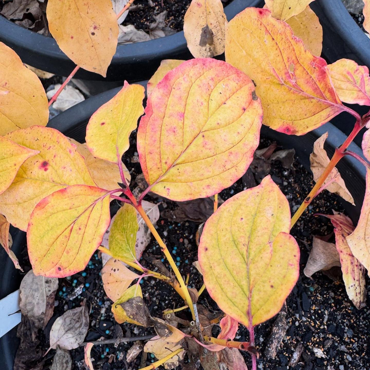 Cornus sanguinea 'Midwinter Fire'