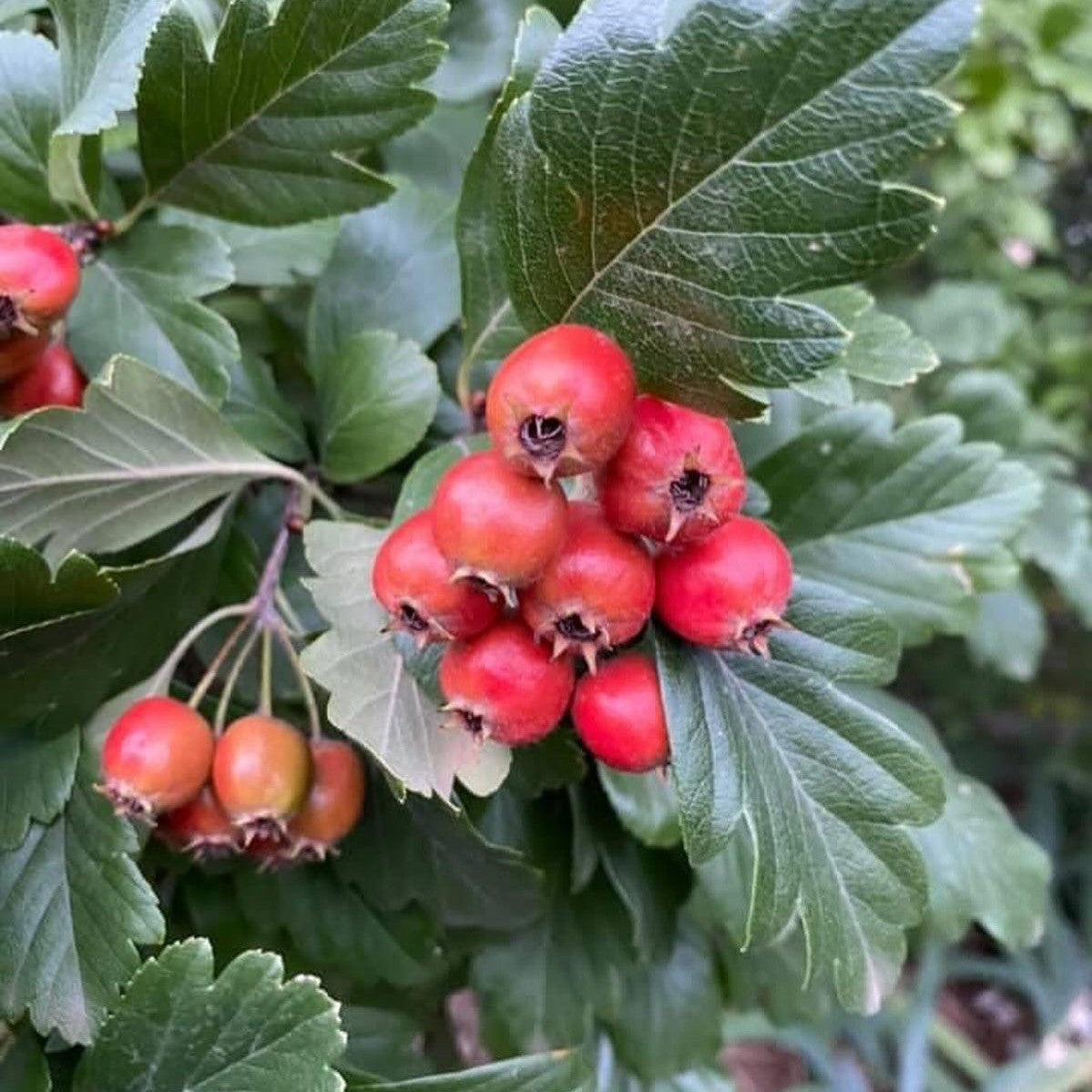 Crataegus x smithiana 3