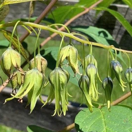 Decaisnea fargesii 3