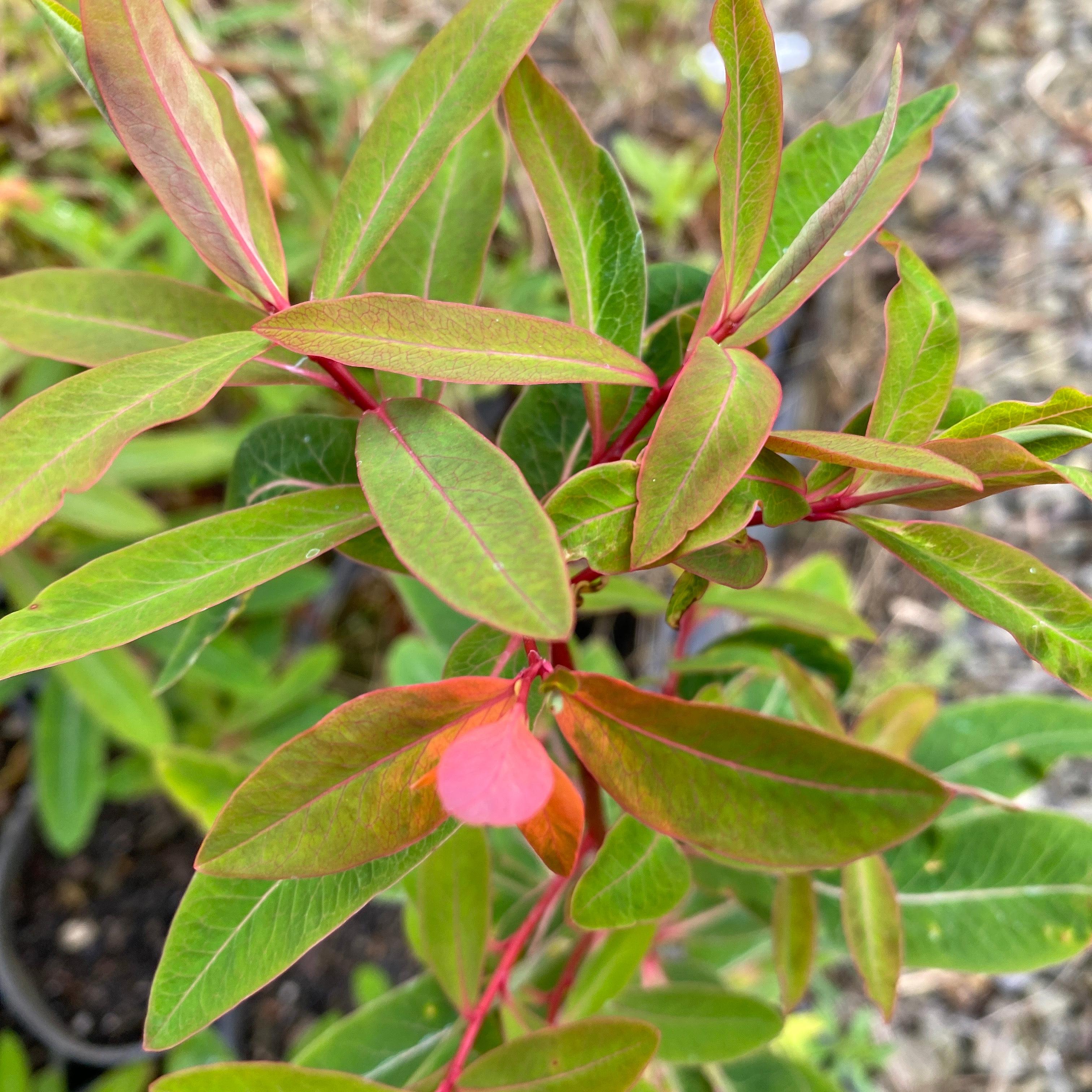 Close-up of a plant with green and red leaves in an outdoor setting
