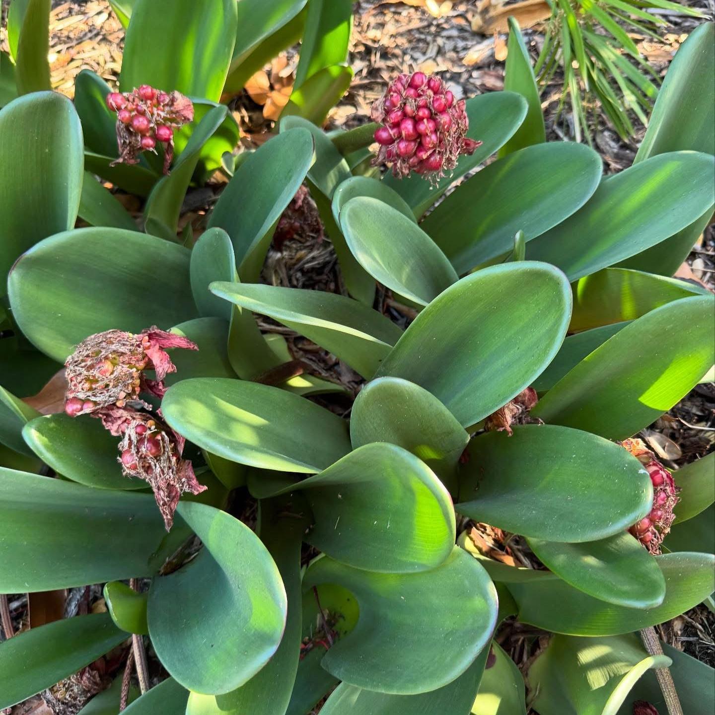 Haemanthus coccineus