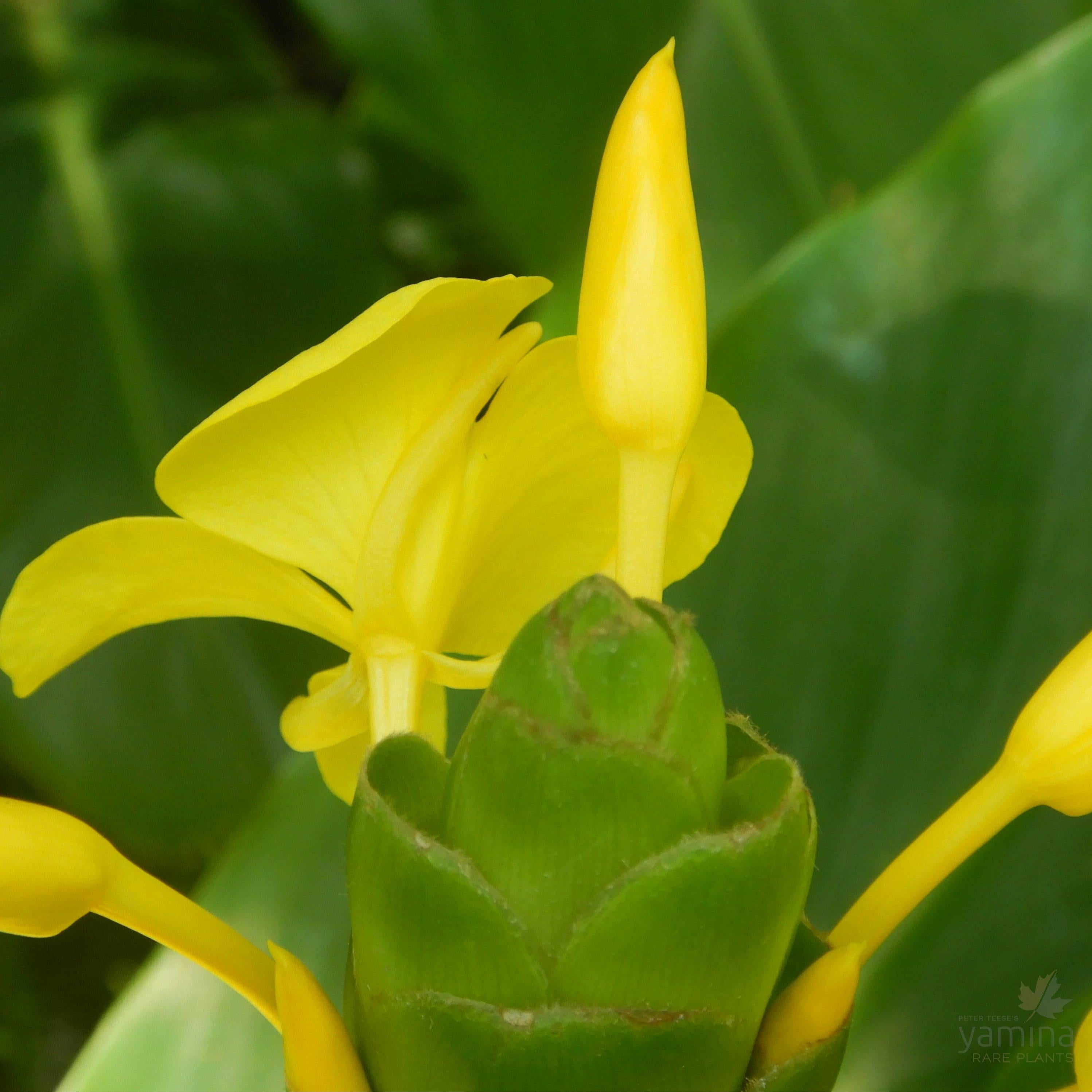 Hedychium coronarium var urophyllum-Yamina Rare Plants