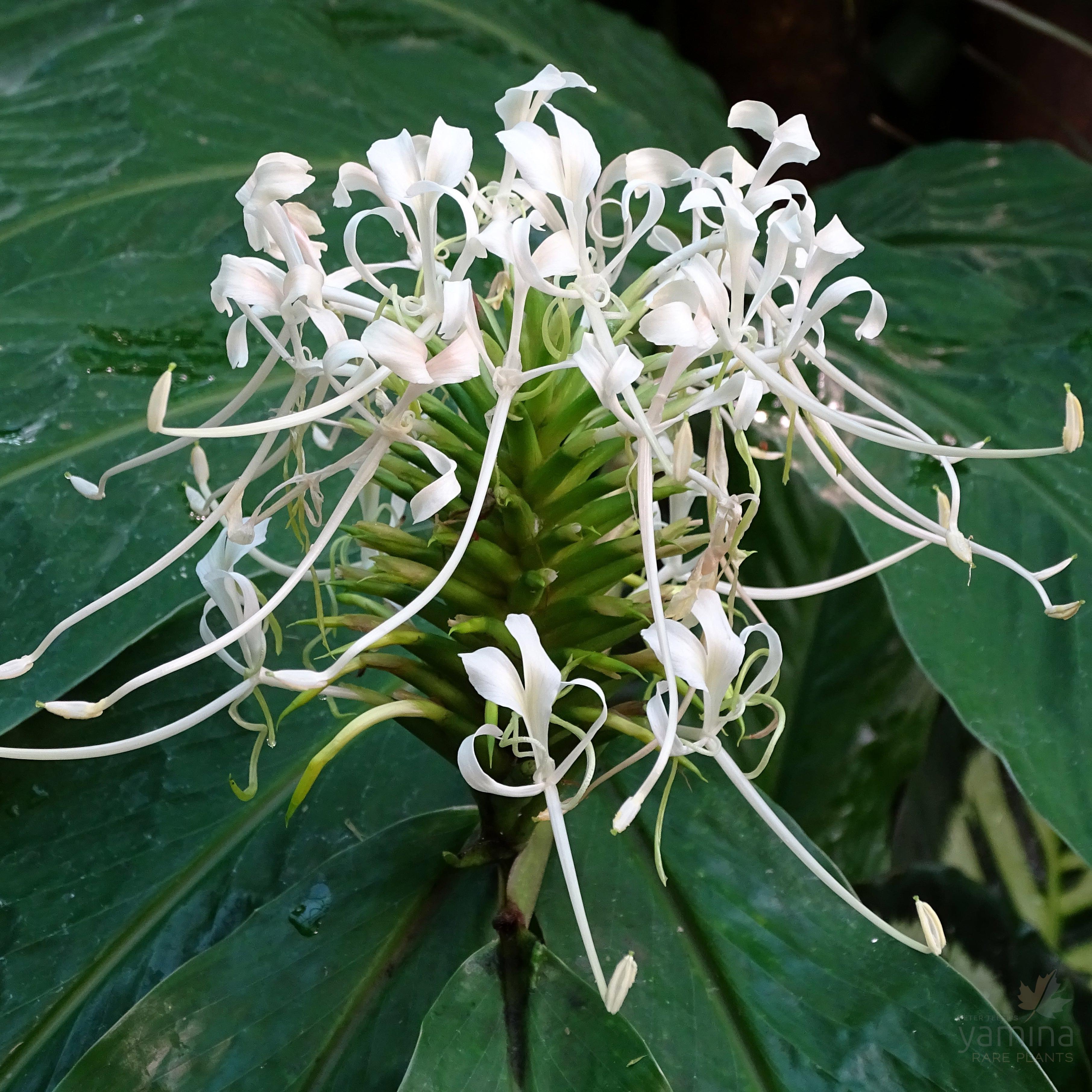 Hedychium thyrsiforme-Yamina Rare Plants