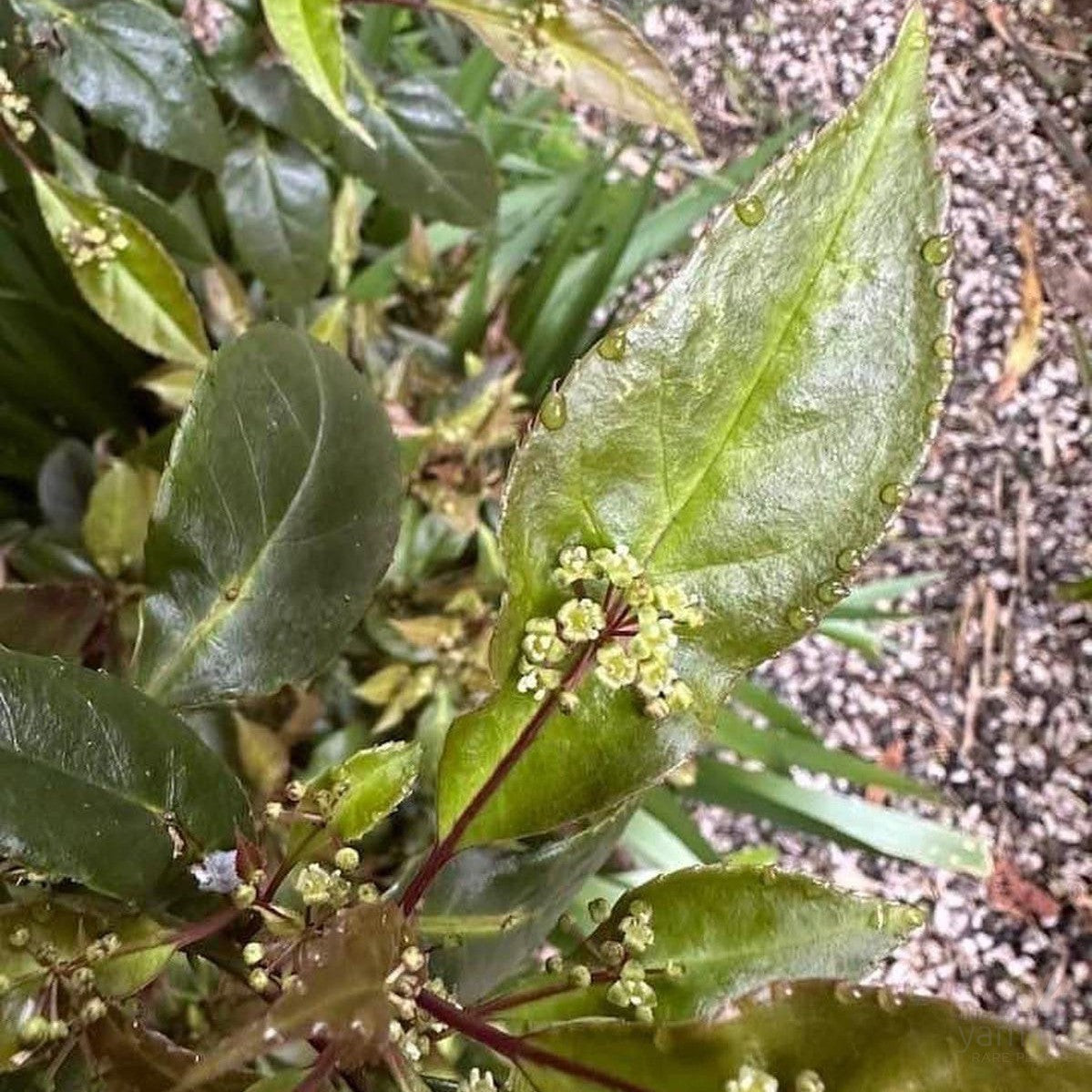 Helwingia chinensis-Yamina Rare Plants