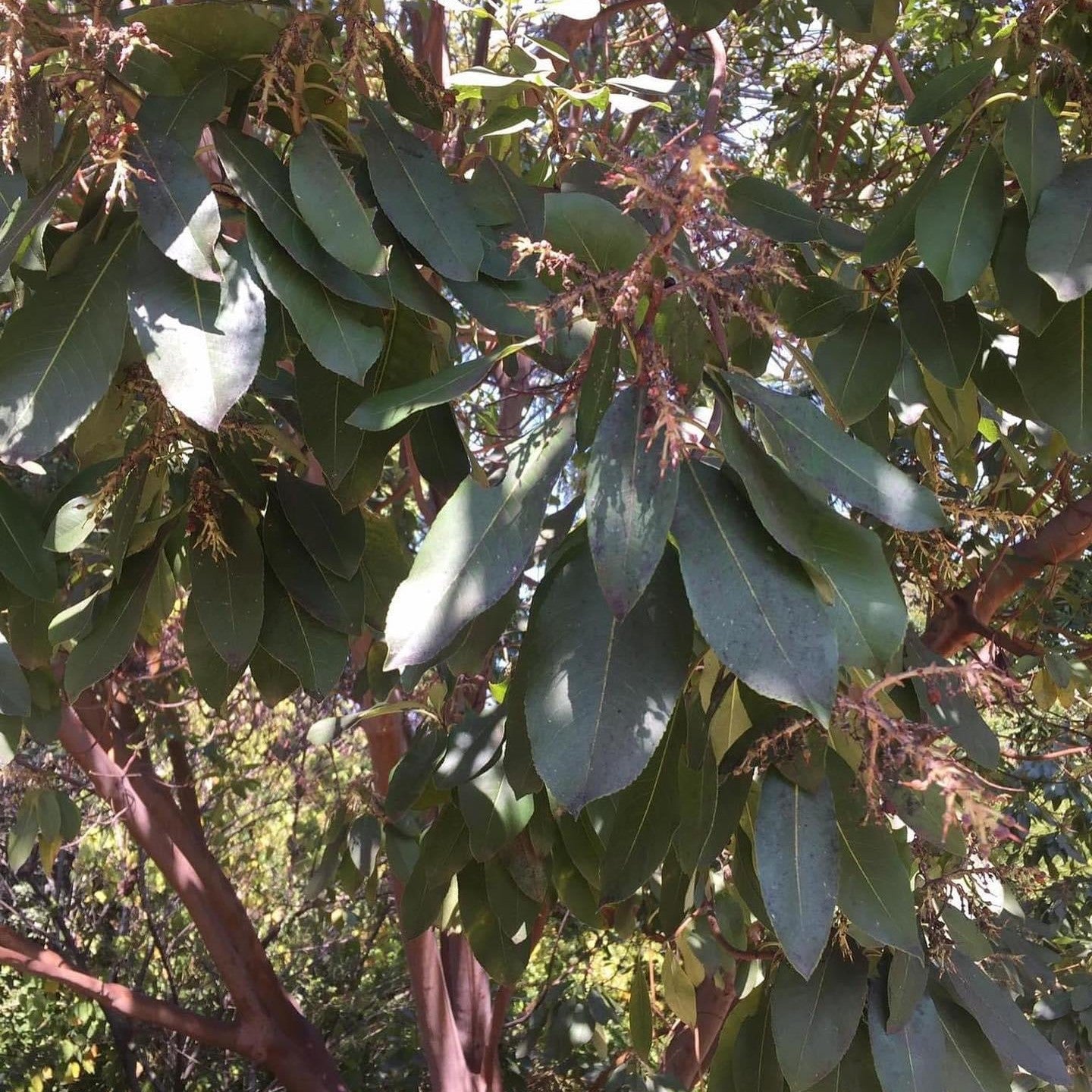 Arbutus menziesii-Yamina Rare Plants