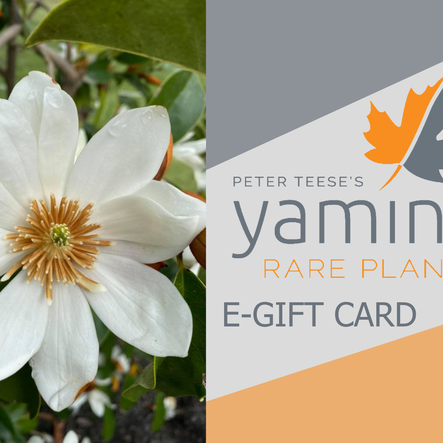 Yamina E-Gift Card-Yamina Rare Plants