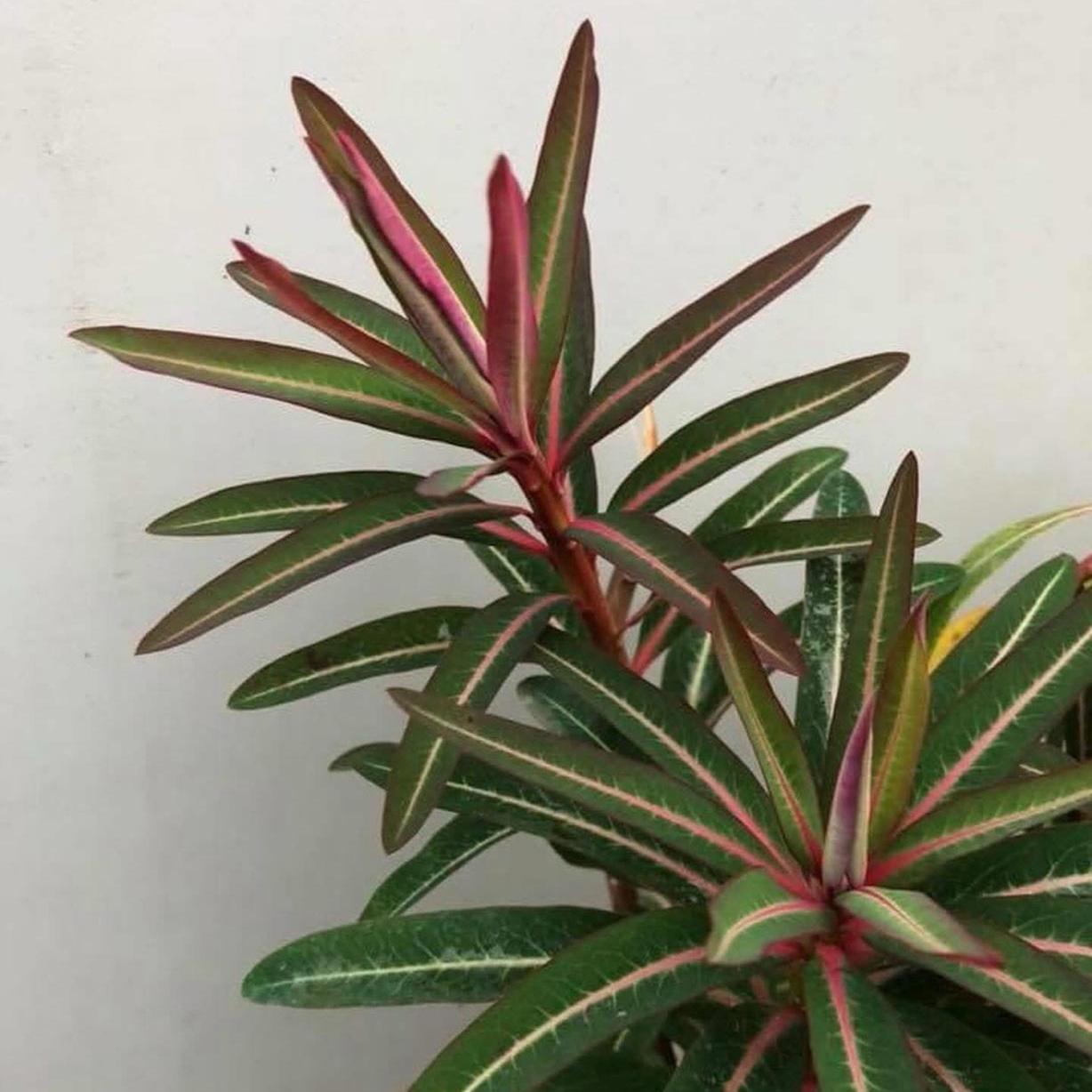 Euphorbia sikkimensis