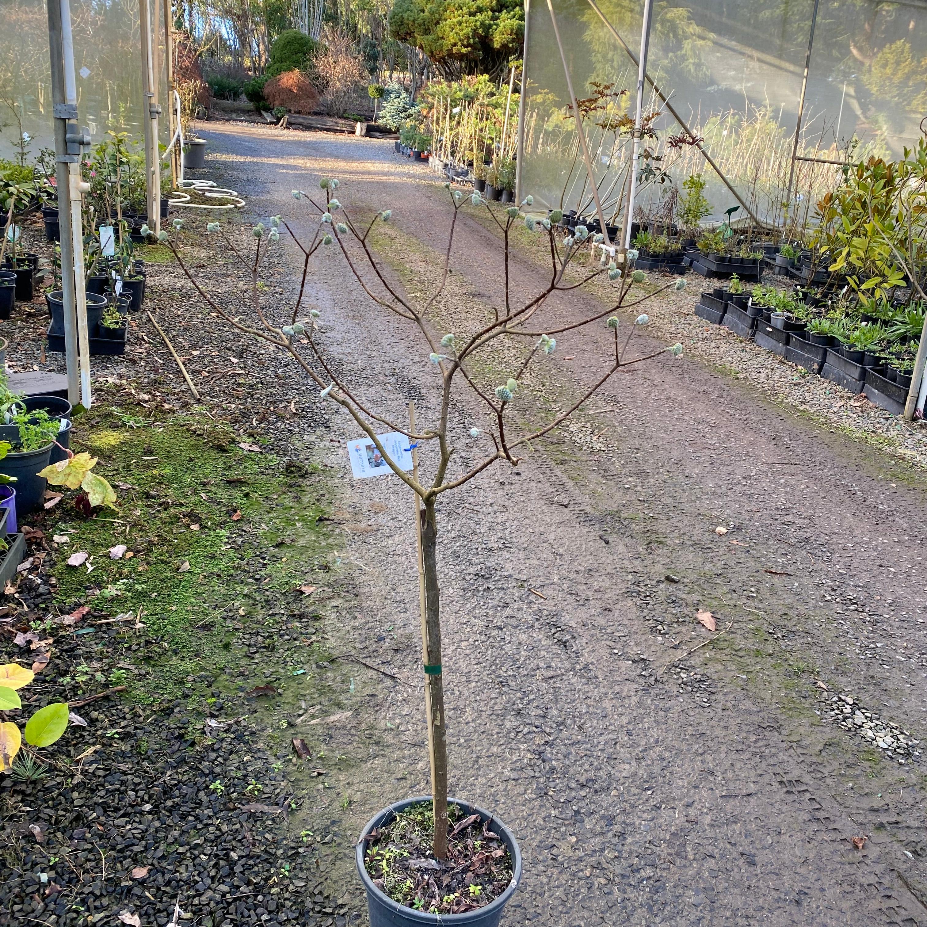 Edgeworthia chrysantha Red Dragon (Standard)