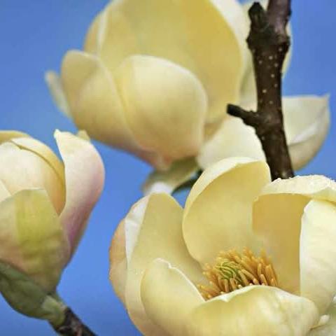 Magnolia soulangeana Honey Tulip