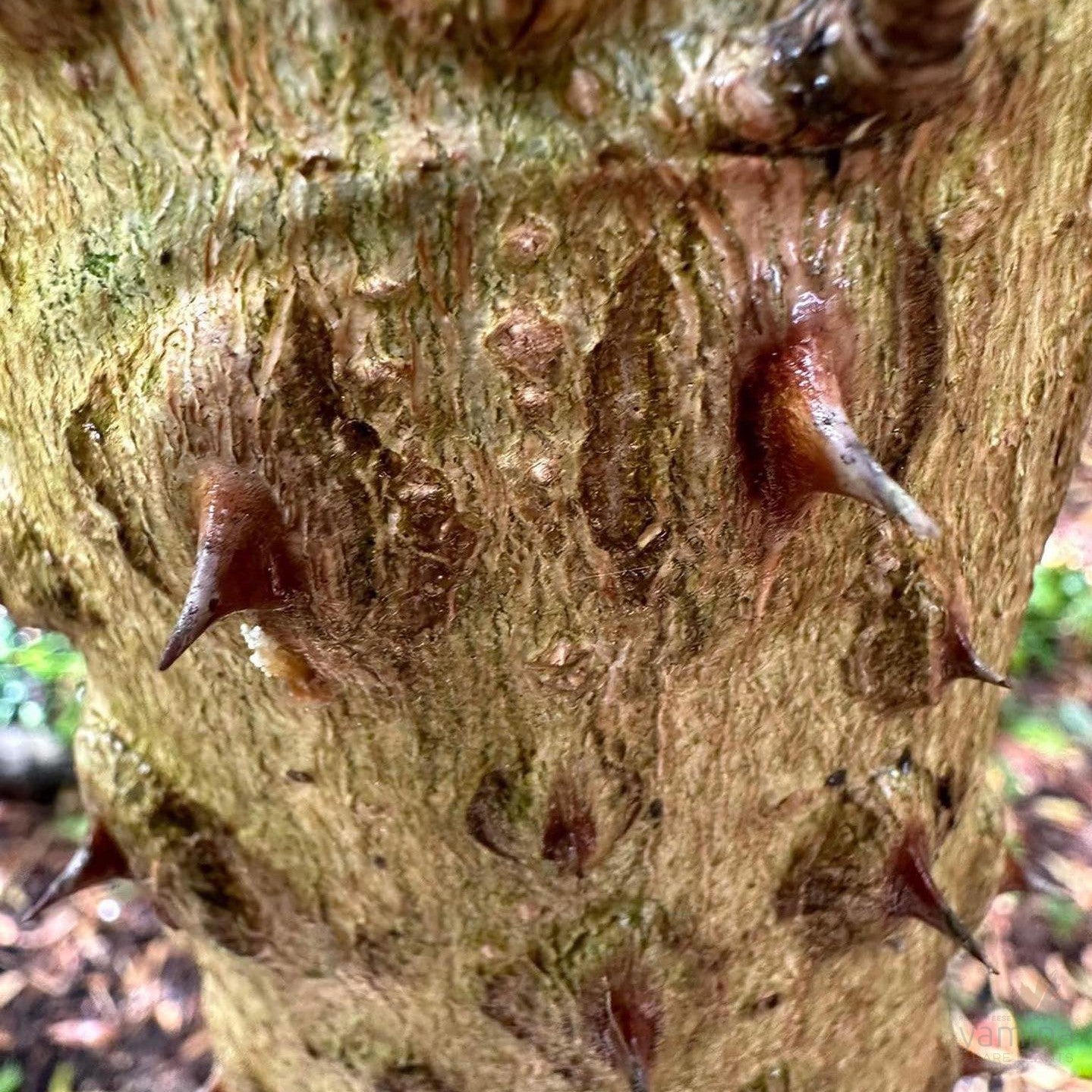 Kalopanax septemlobus-Yamina Rare Plants