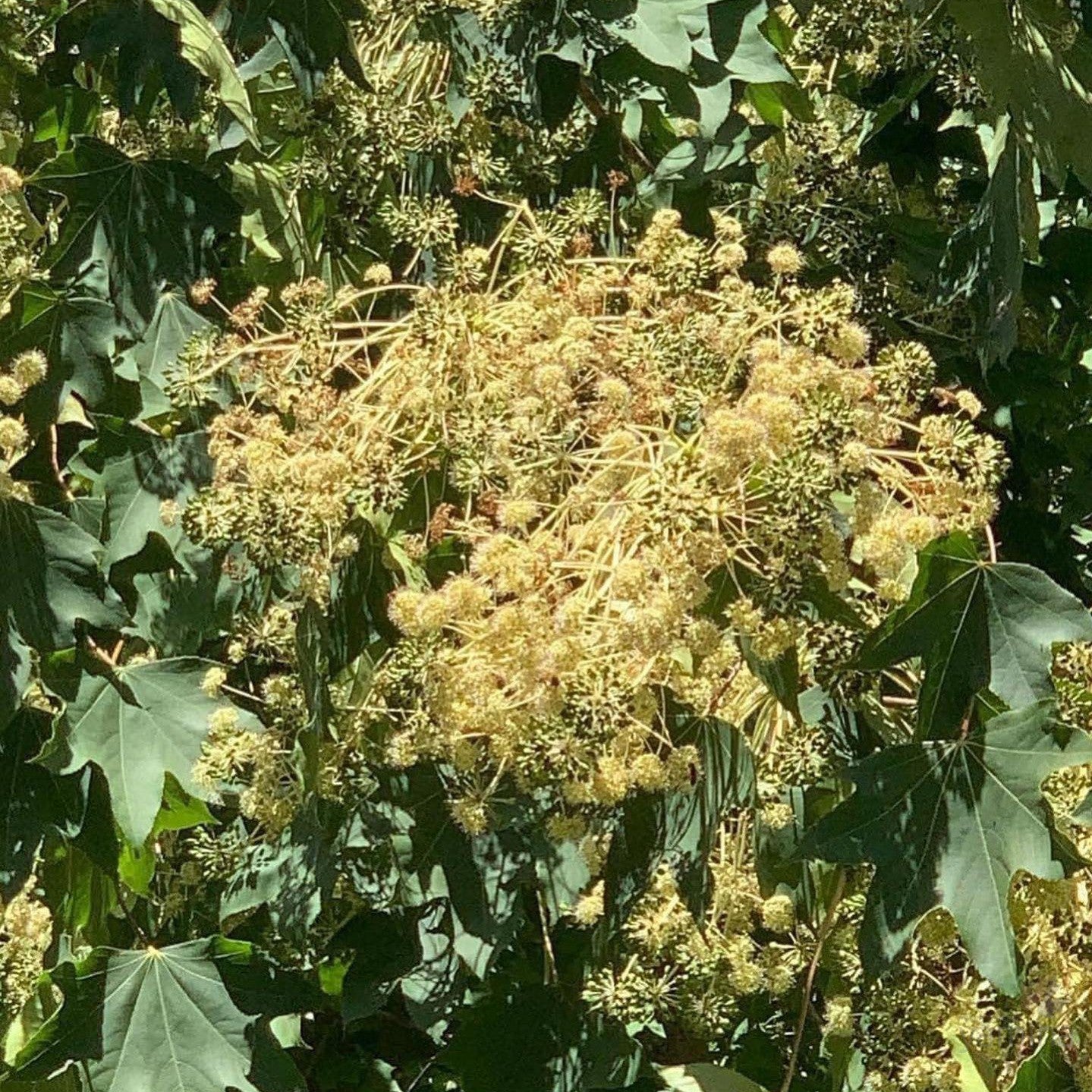 Kalopanax septemlobus-Yamina Rare Plants