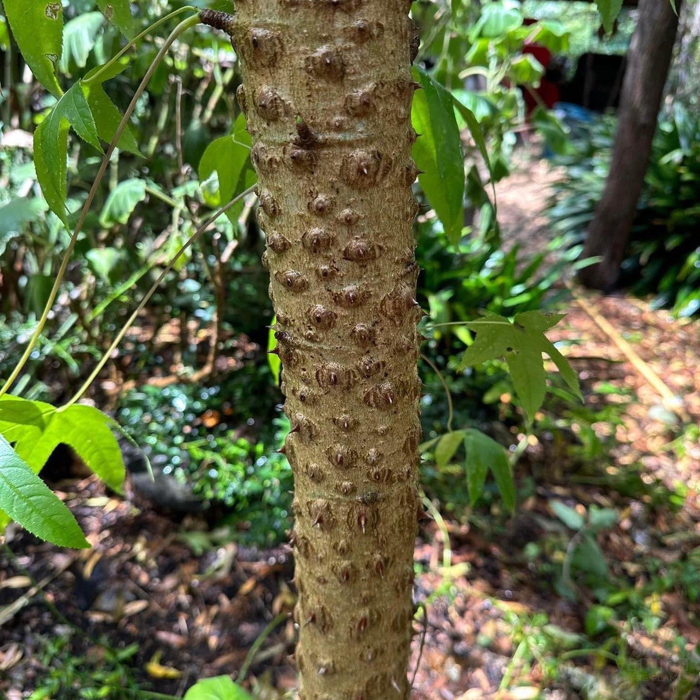 Kalopanax septemlobus-Yamina Rare Plants