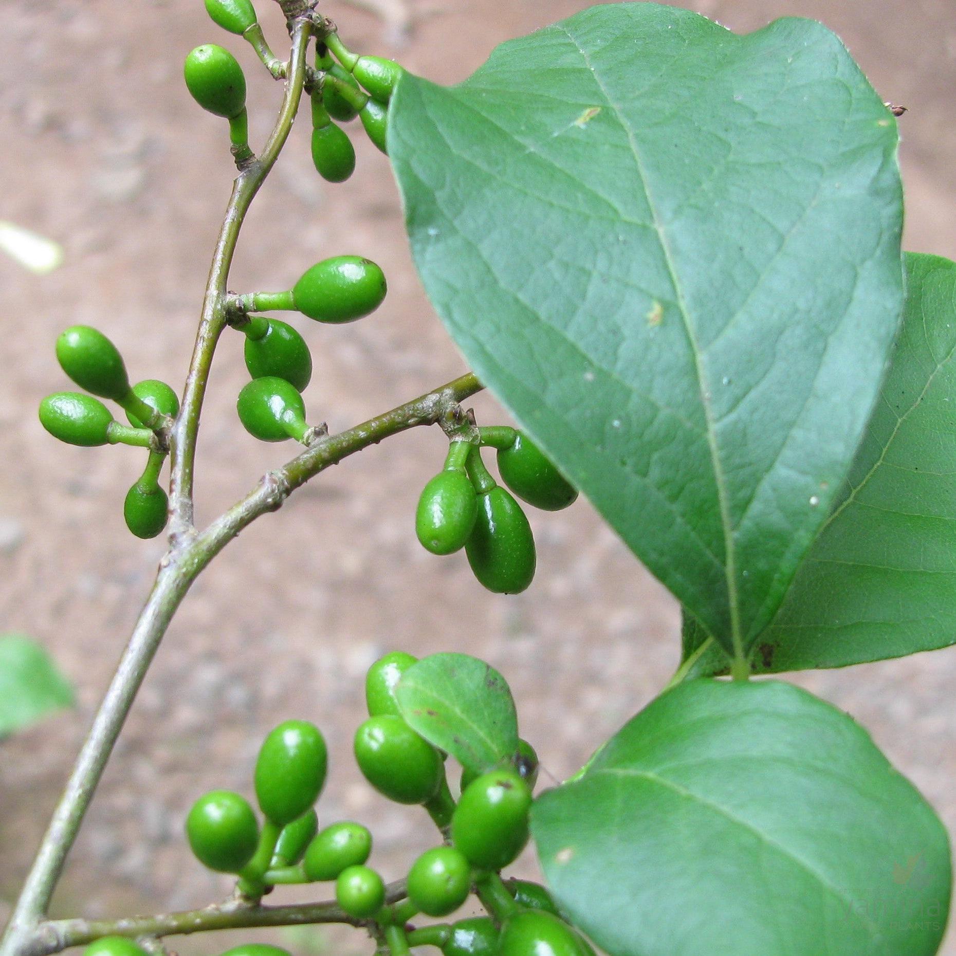 Lindera benzoin-Yamina Rare Plants