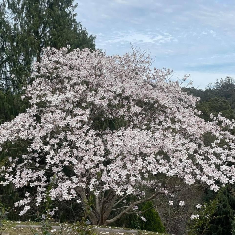 Magnolia campbellii 'Charles Raffill-3