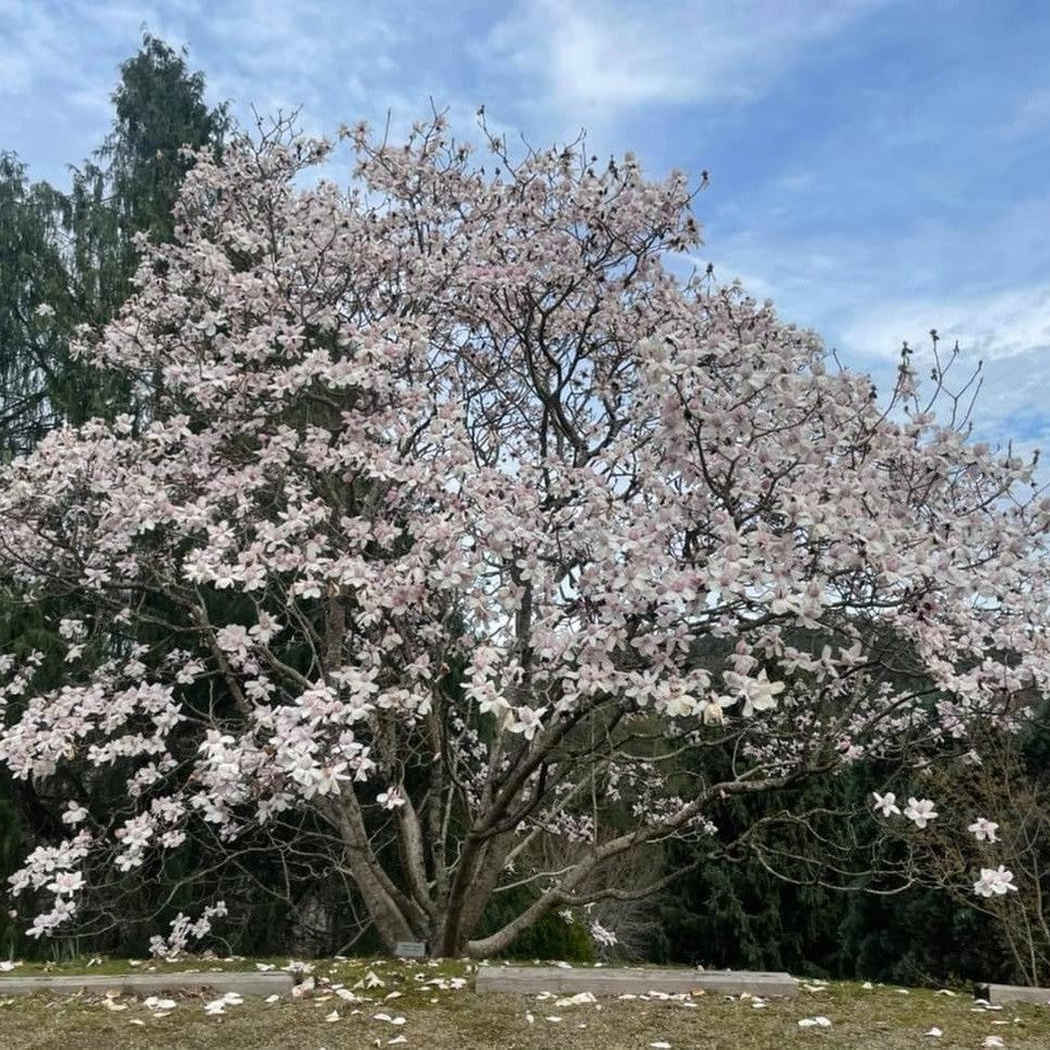 Magnolia campbellii 'Charles Raffill-5