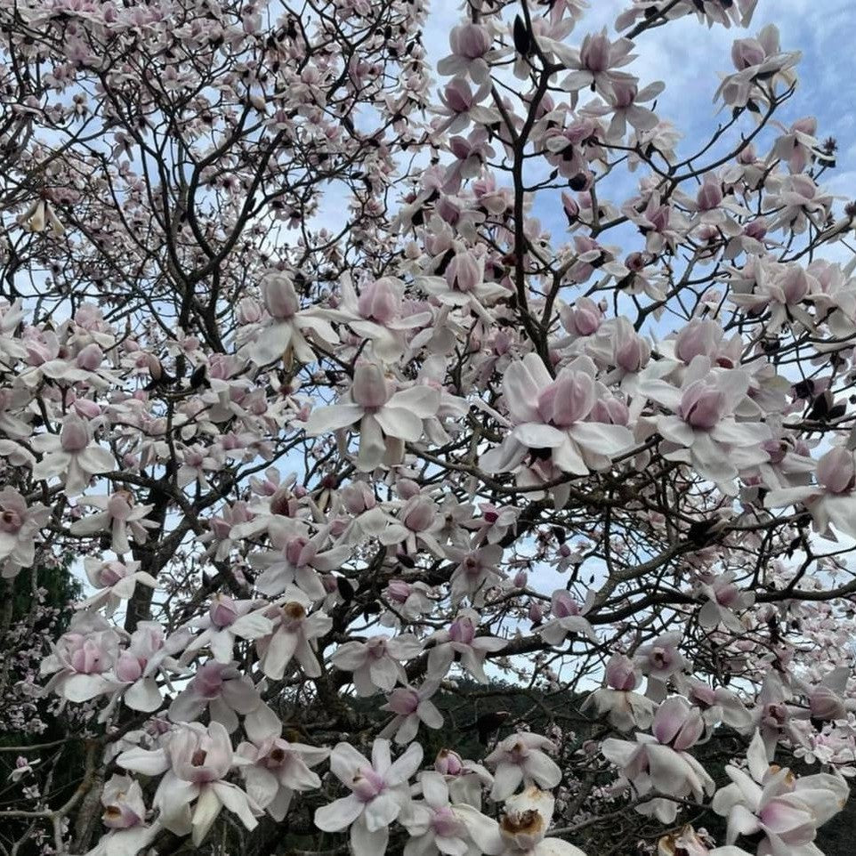 Magnolia campbellii 'Charles Raffill-6