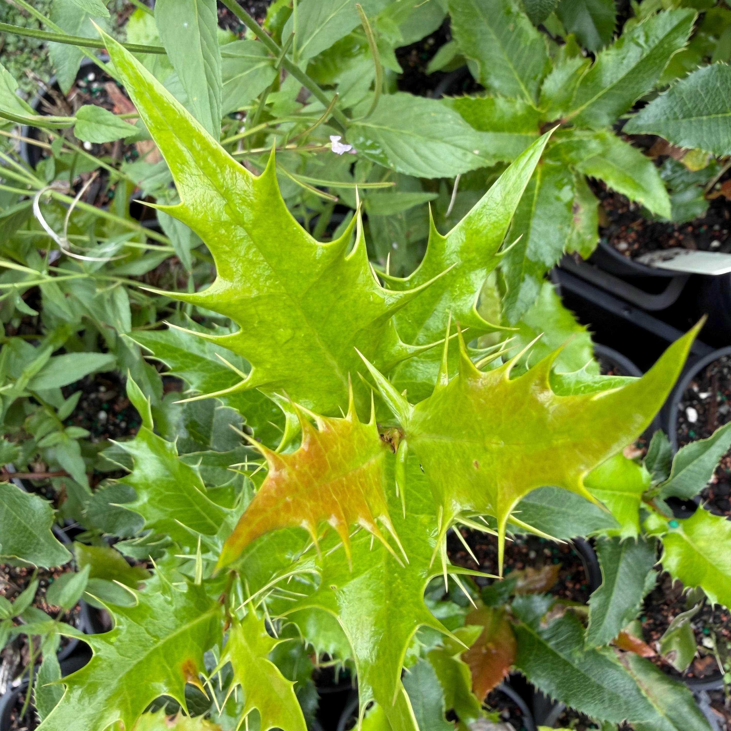 Mahoberberis aquisargentii