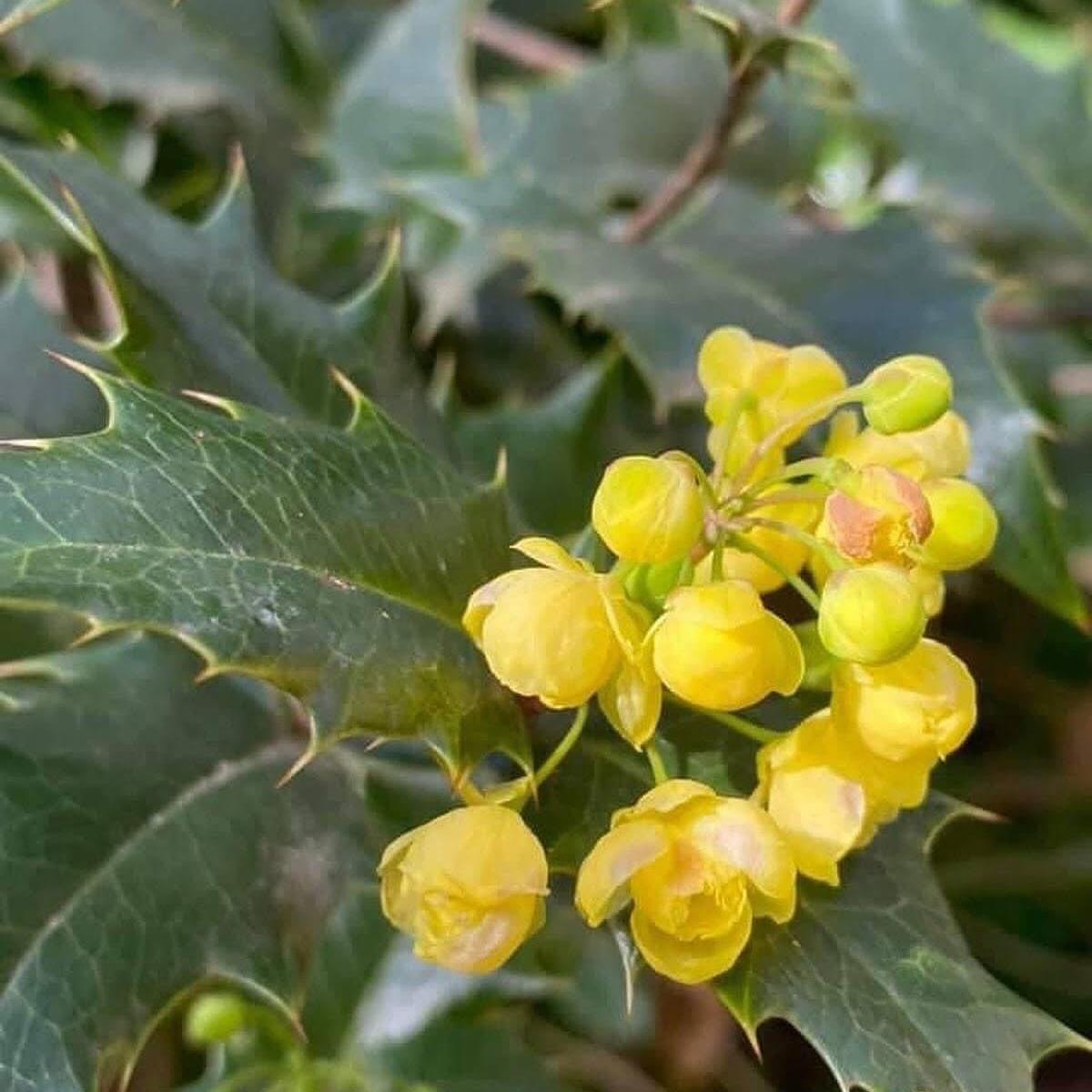 Yellow flowers with green leaves on a blurred natural background