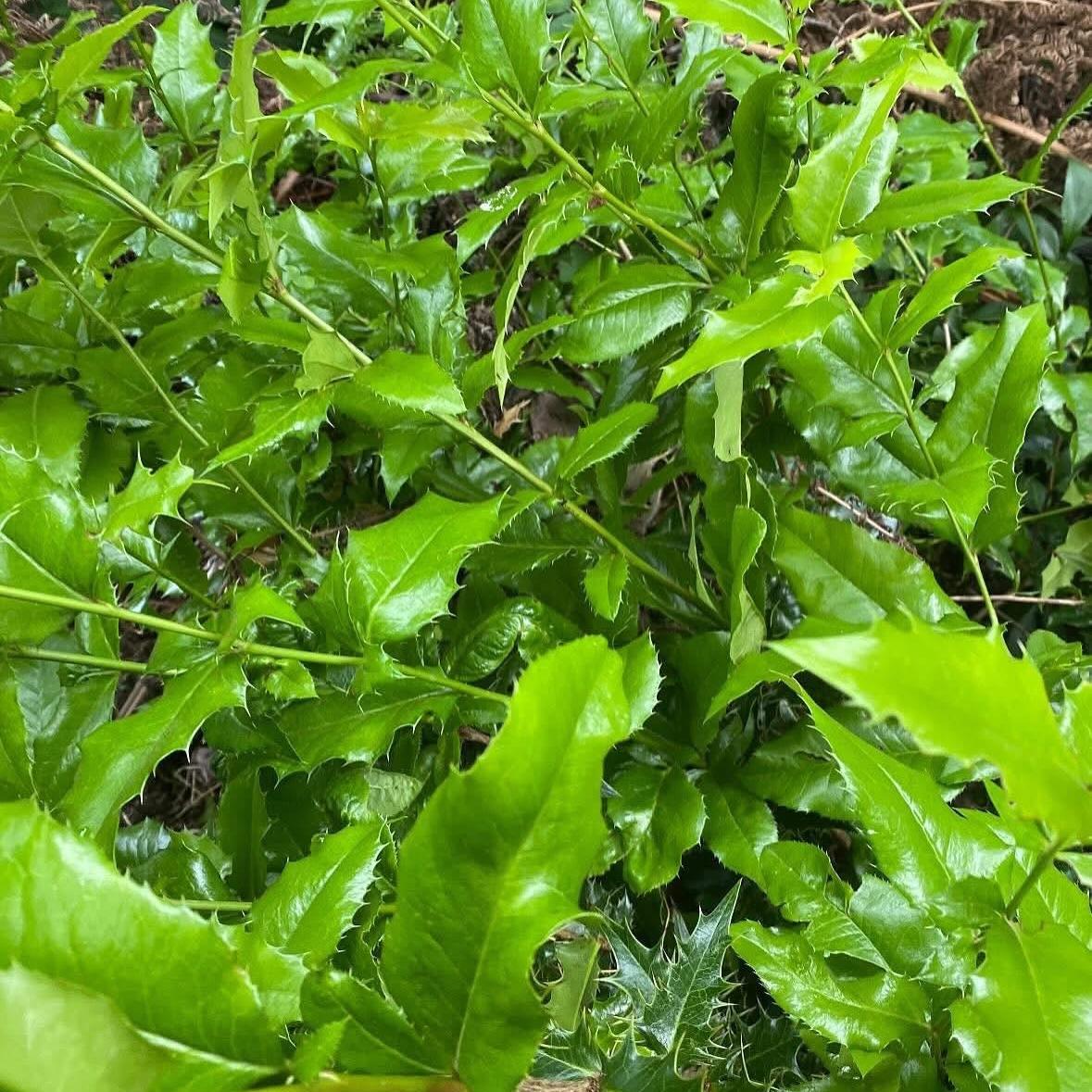 Close-up of green leaves with a blurred background