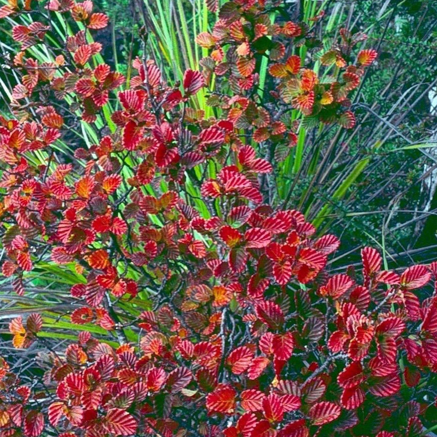 Nothofagus gunnii-Yamina Rare Plants