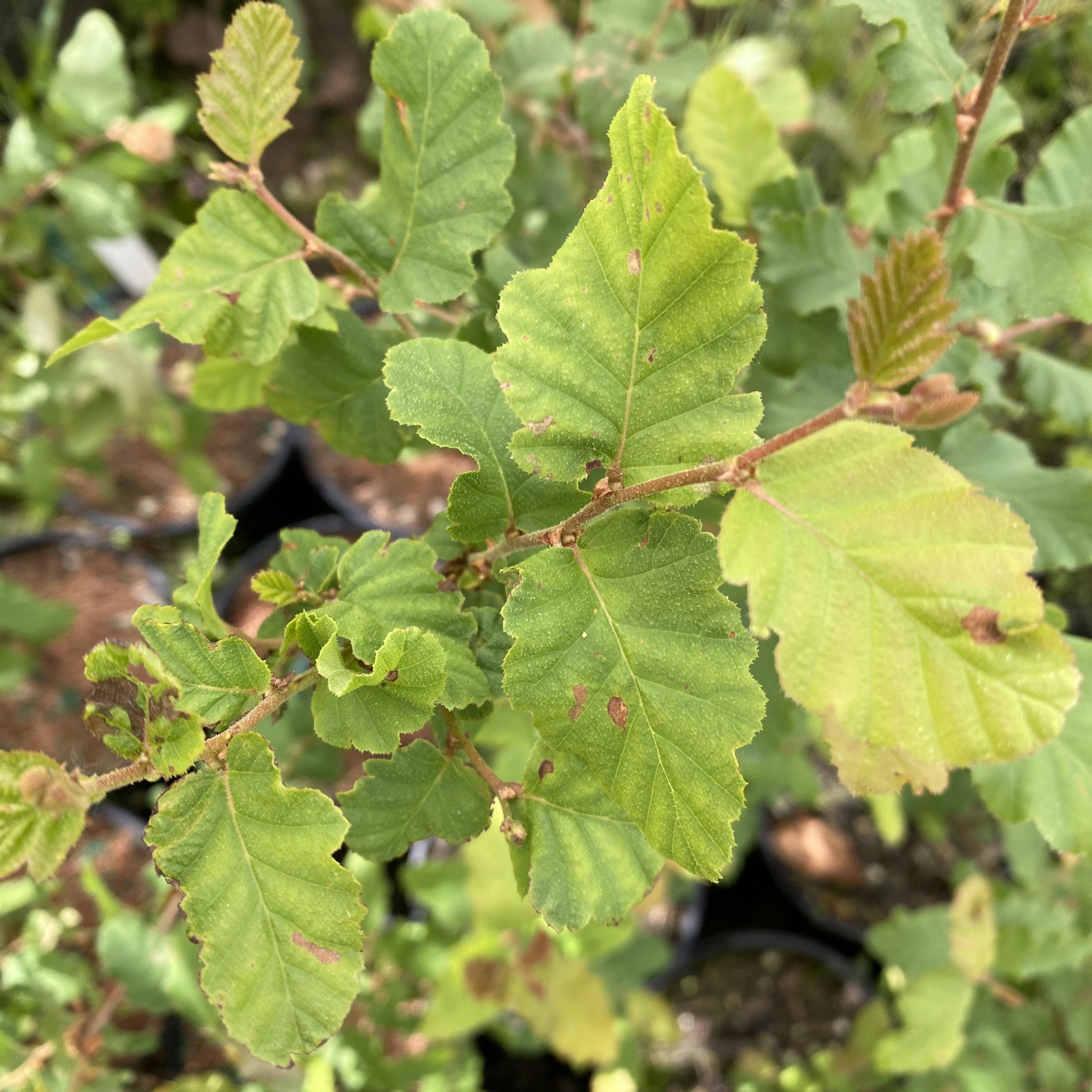 Nothofagus glauca