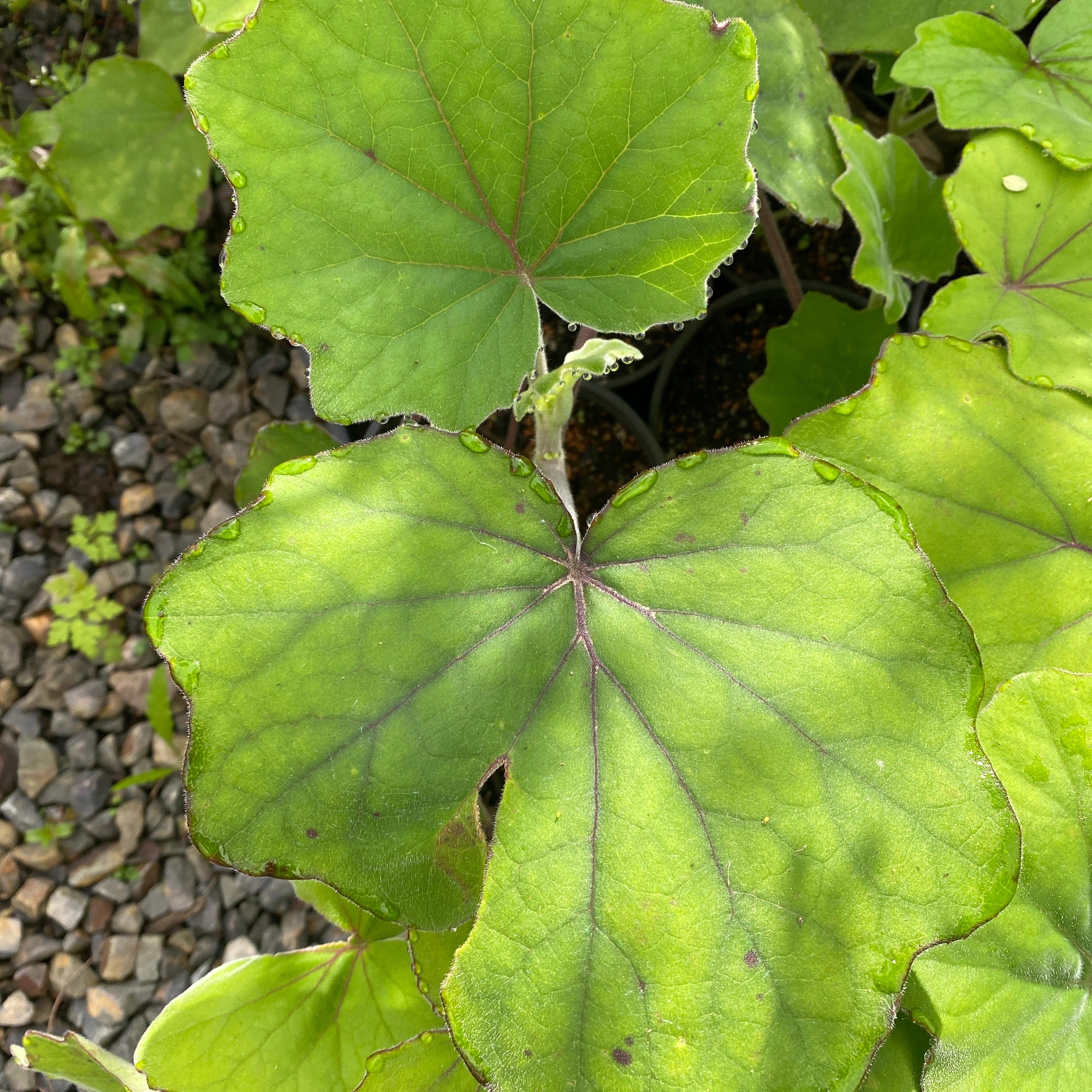 Close-up of large green leaves with a blurred background