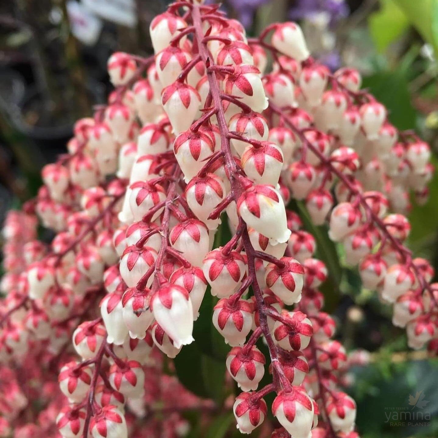 Pieris japonica Dorothy Wykoff 1