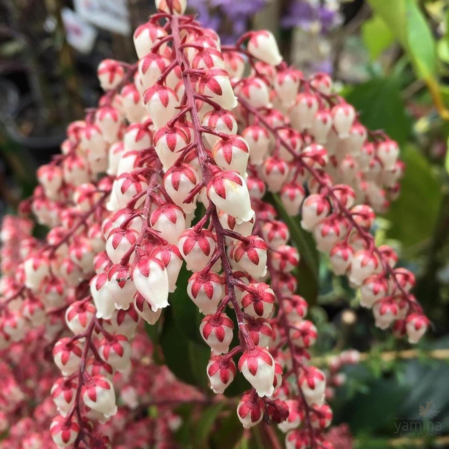 Pieris japonica Dorothy Wykoff 3