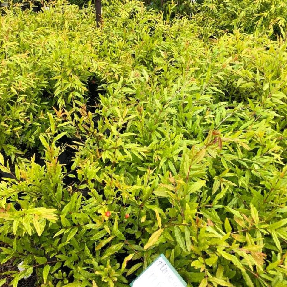 Punica granatum Elche-1