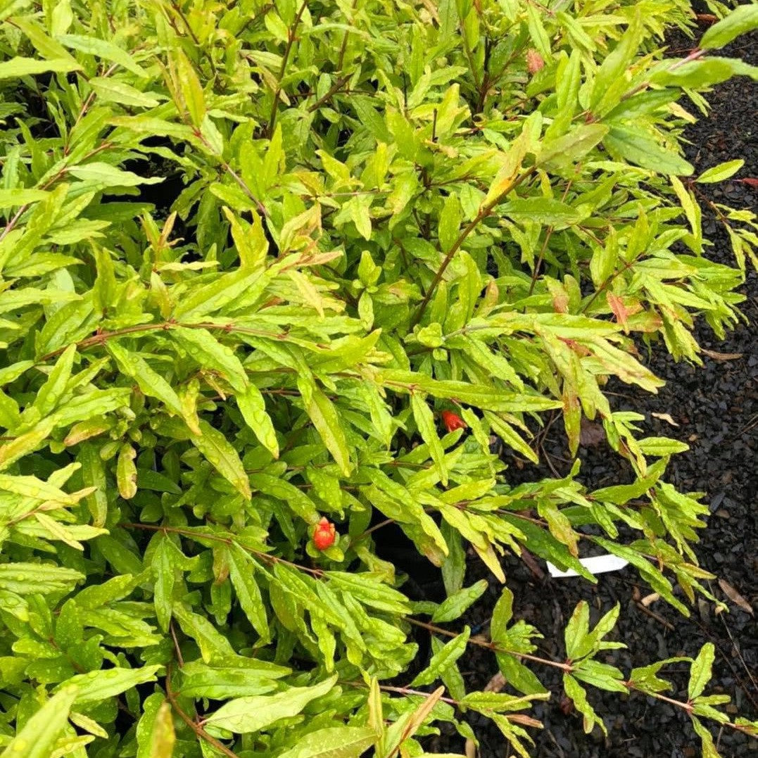 Punica granatum Elche-2