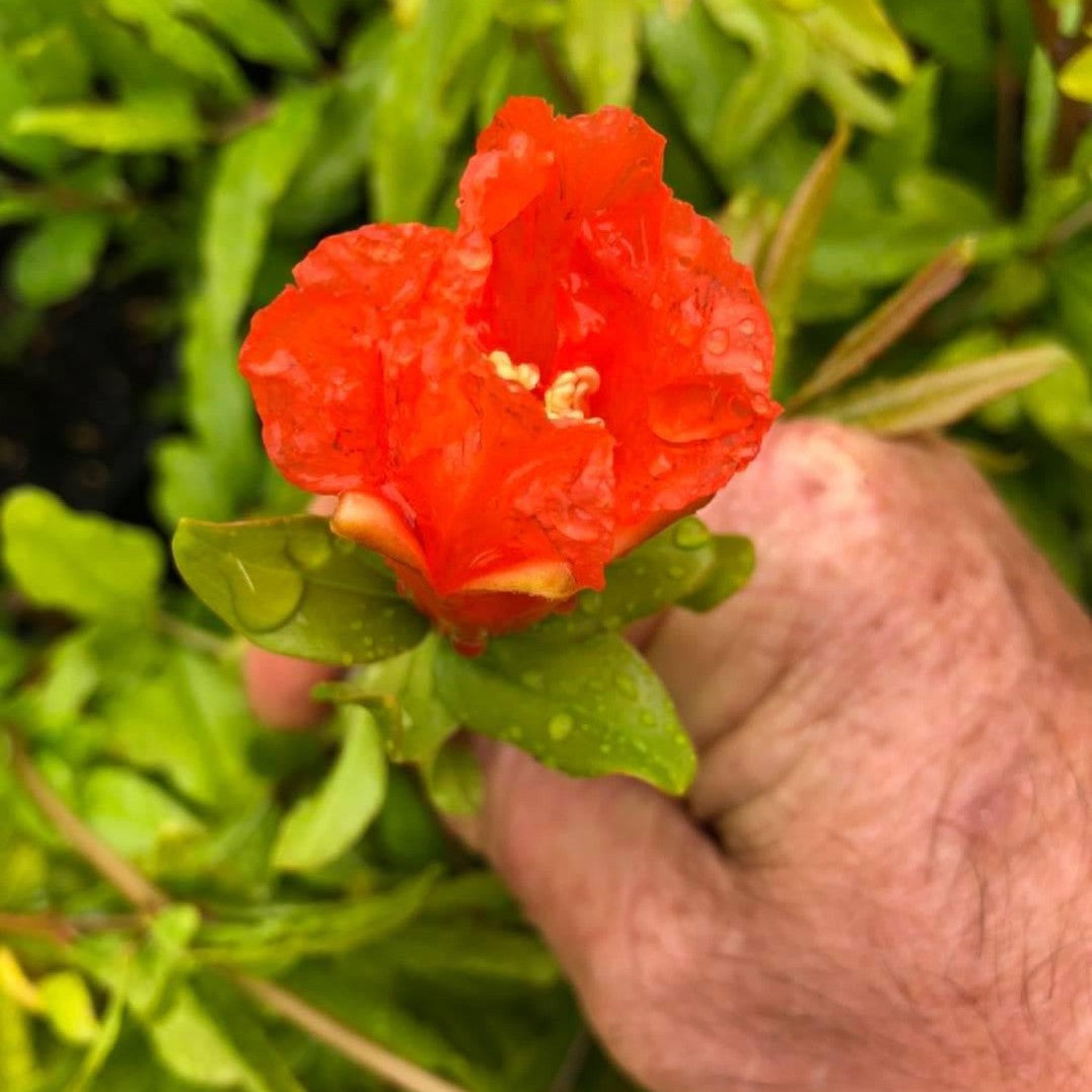 Punica granatum Elche-3