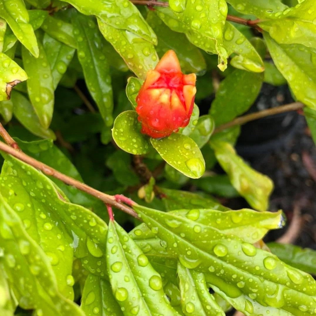 Punica granatum Elche-4