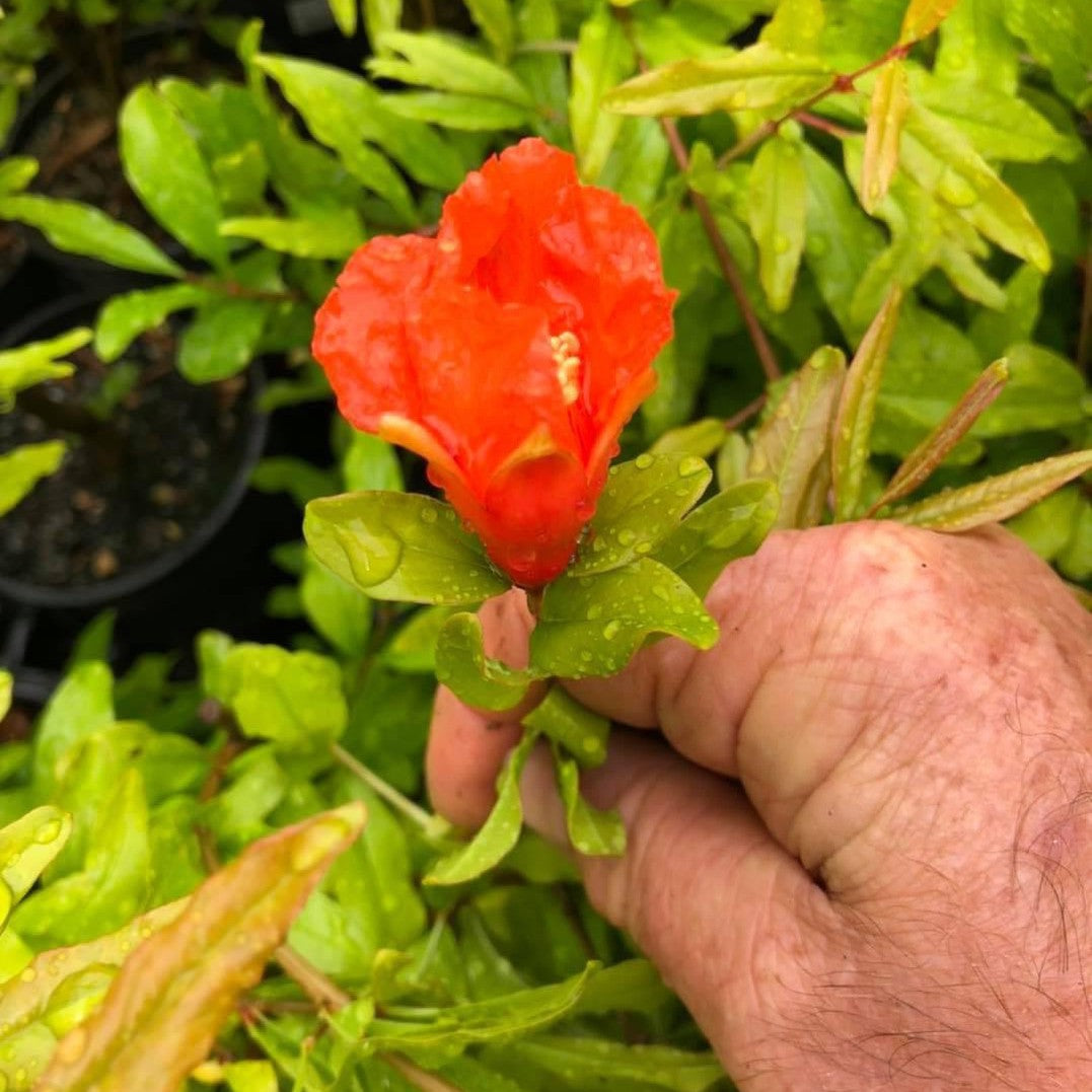 Punica granatum Elche-5